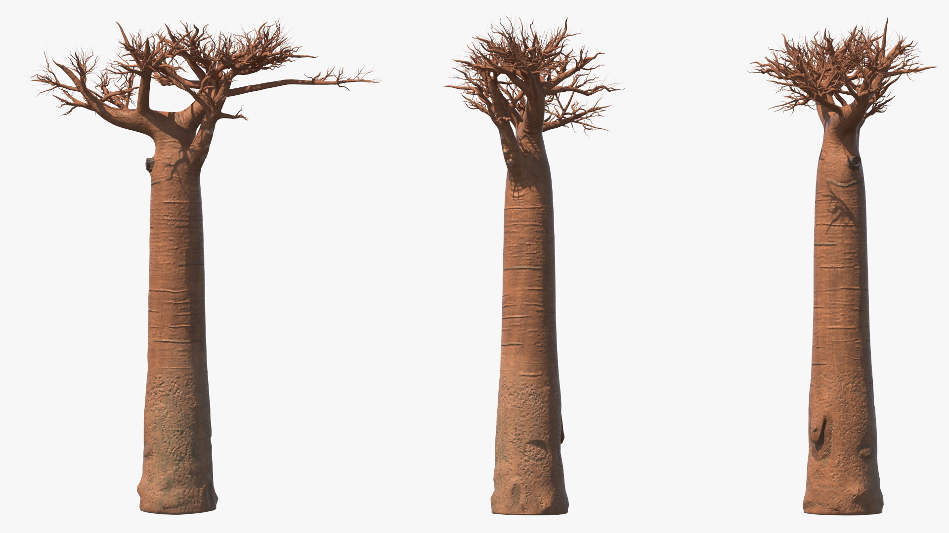 Naked Baobab 3D