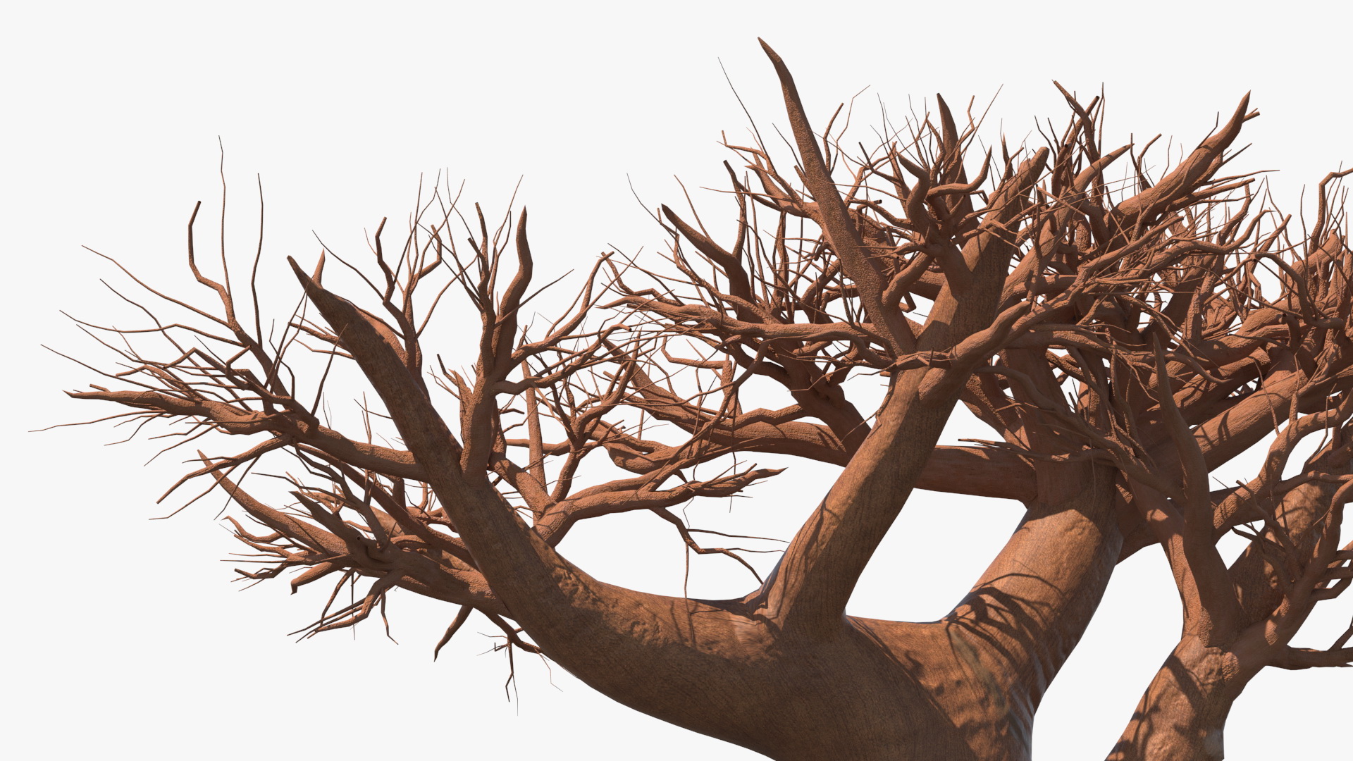 Naked Baobab 3D