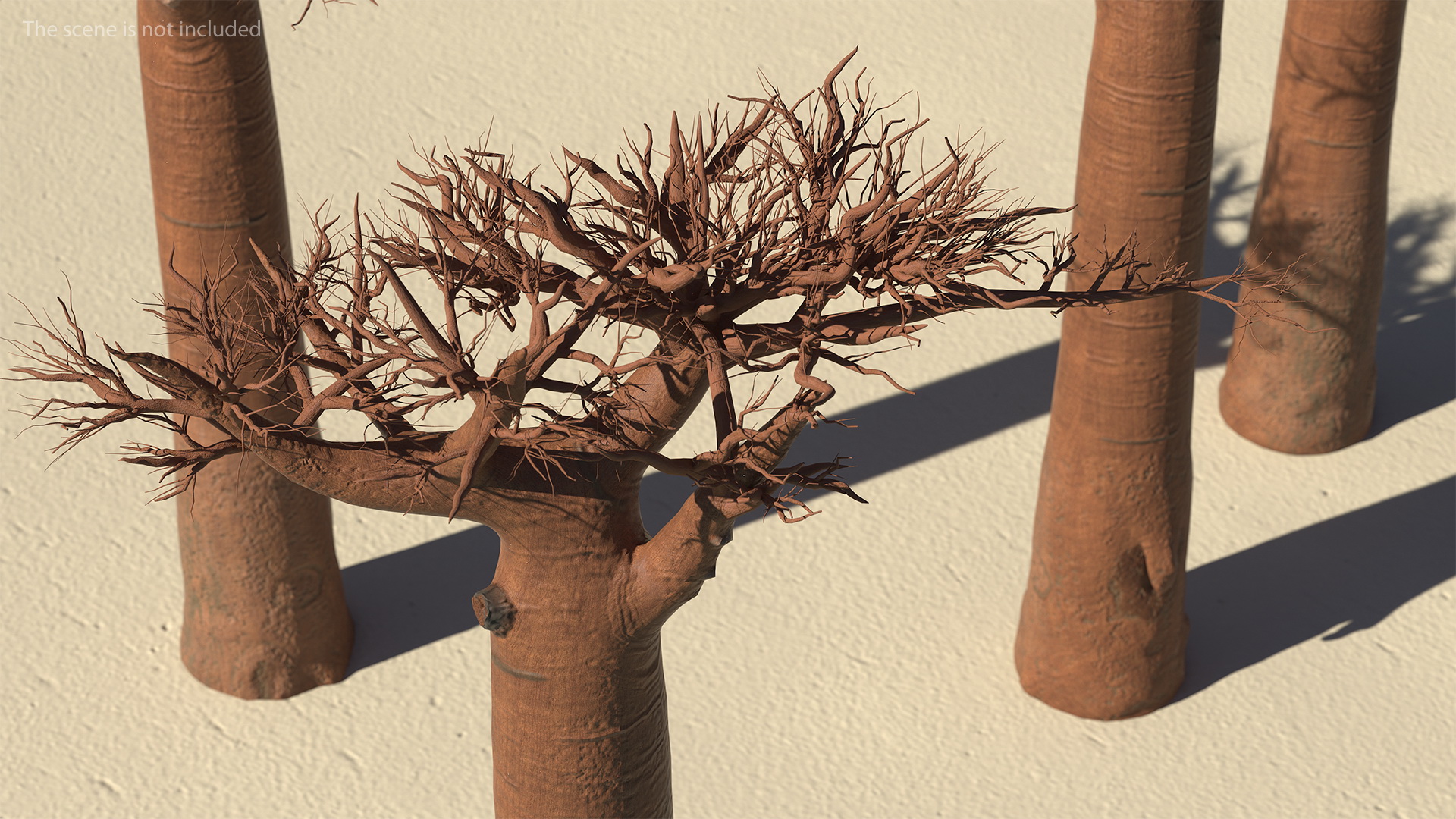 Naked Baobab 3D