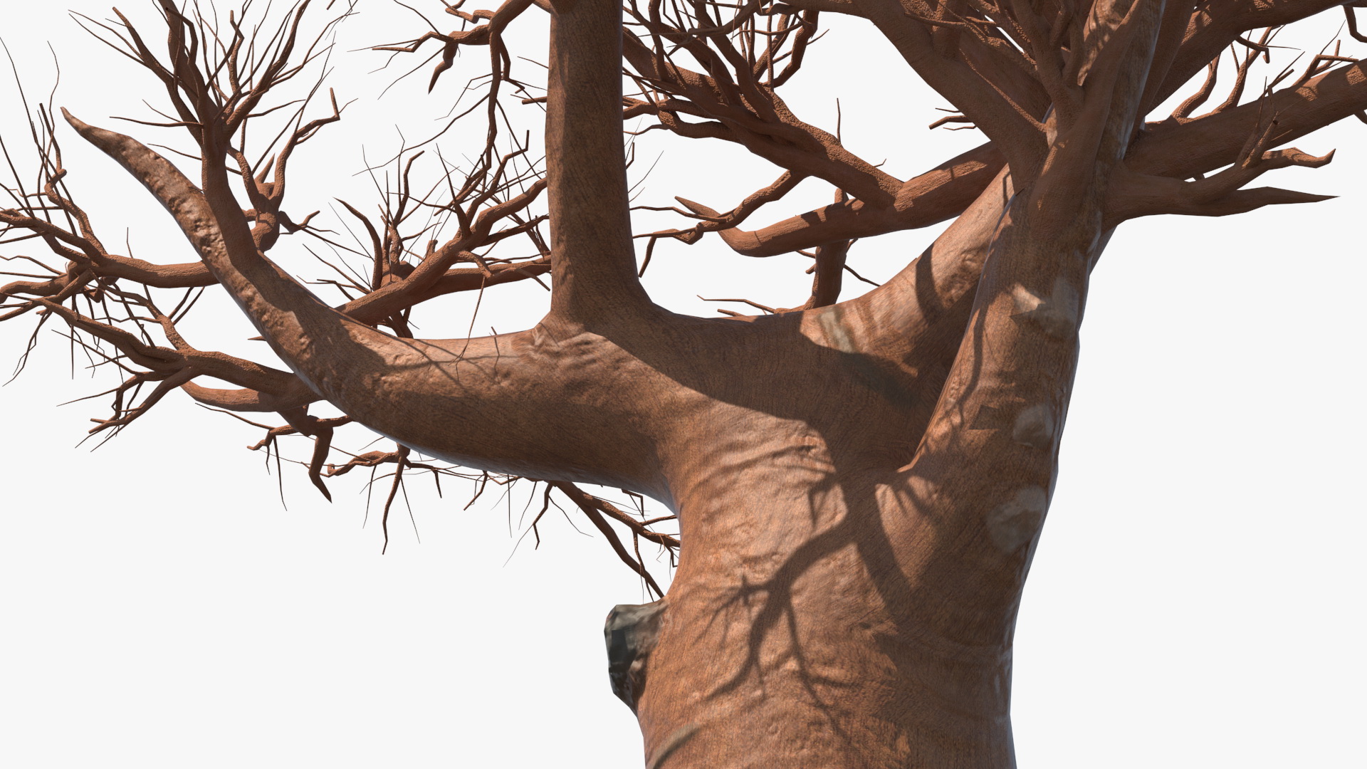 Naked Baobab 3D