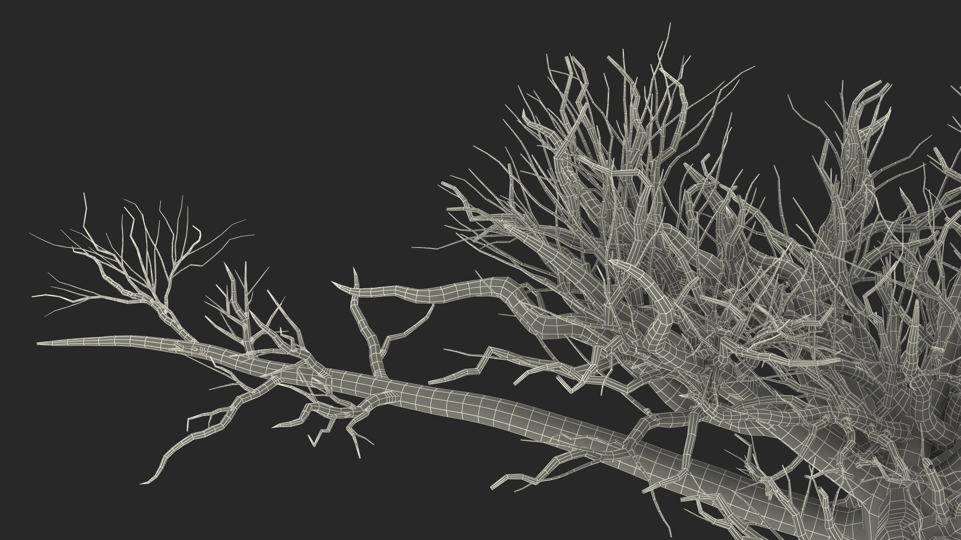 Naked Baobab 3D