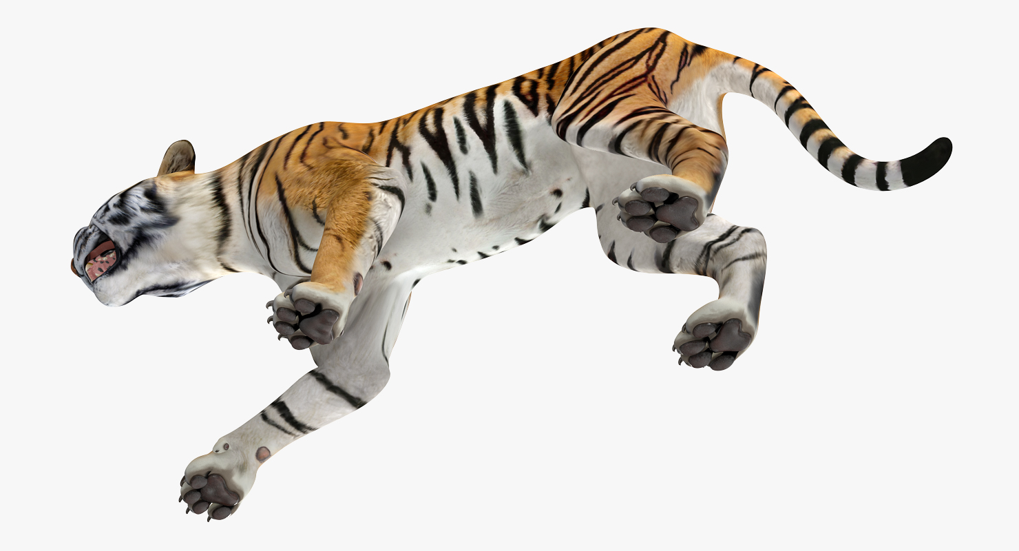 3D model Tiger Roar