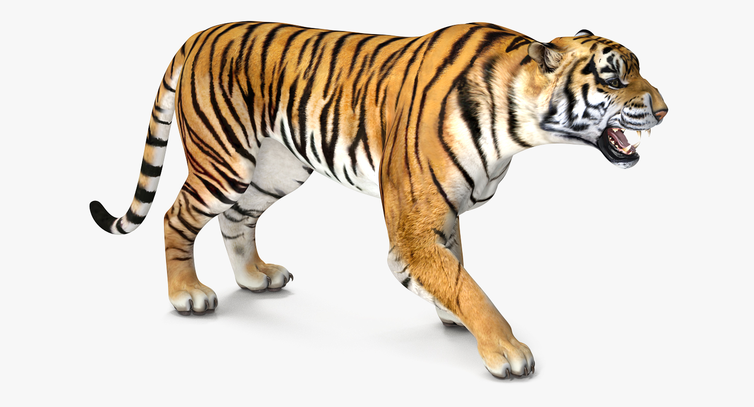 3D model Tiger Roar