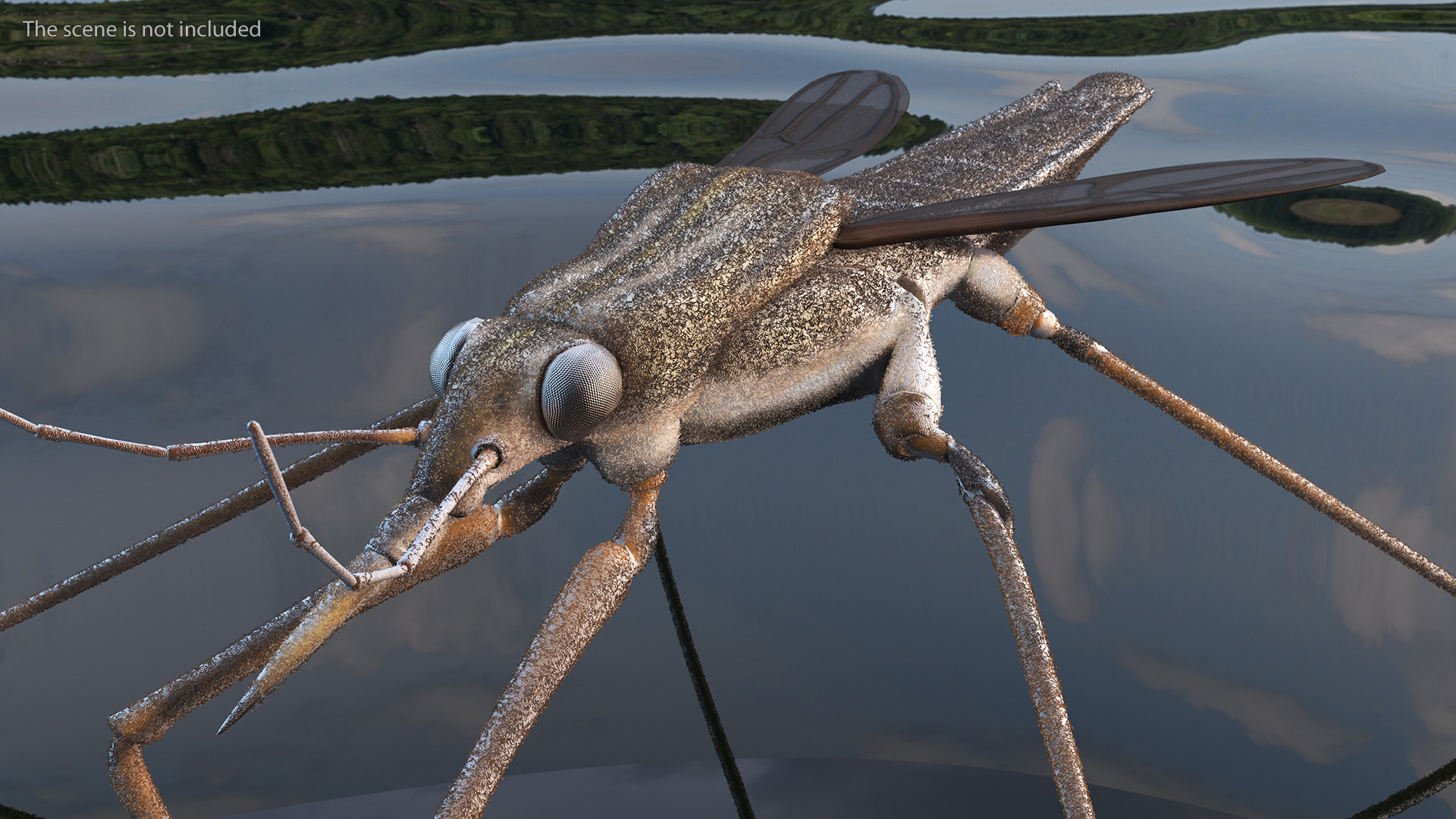 Water Strider Rigged for Cinema 4D 3D model