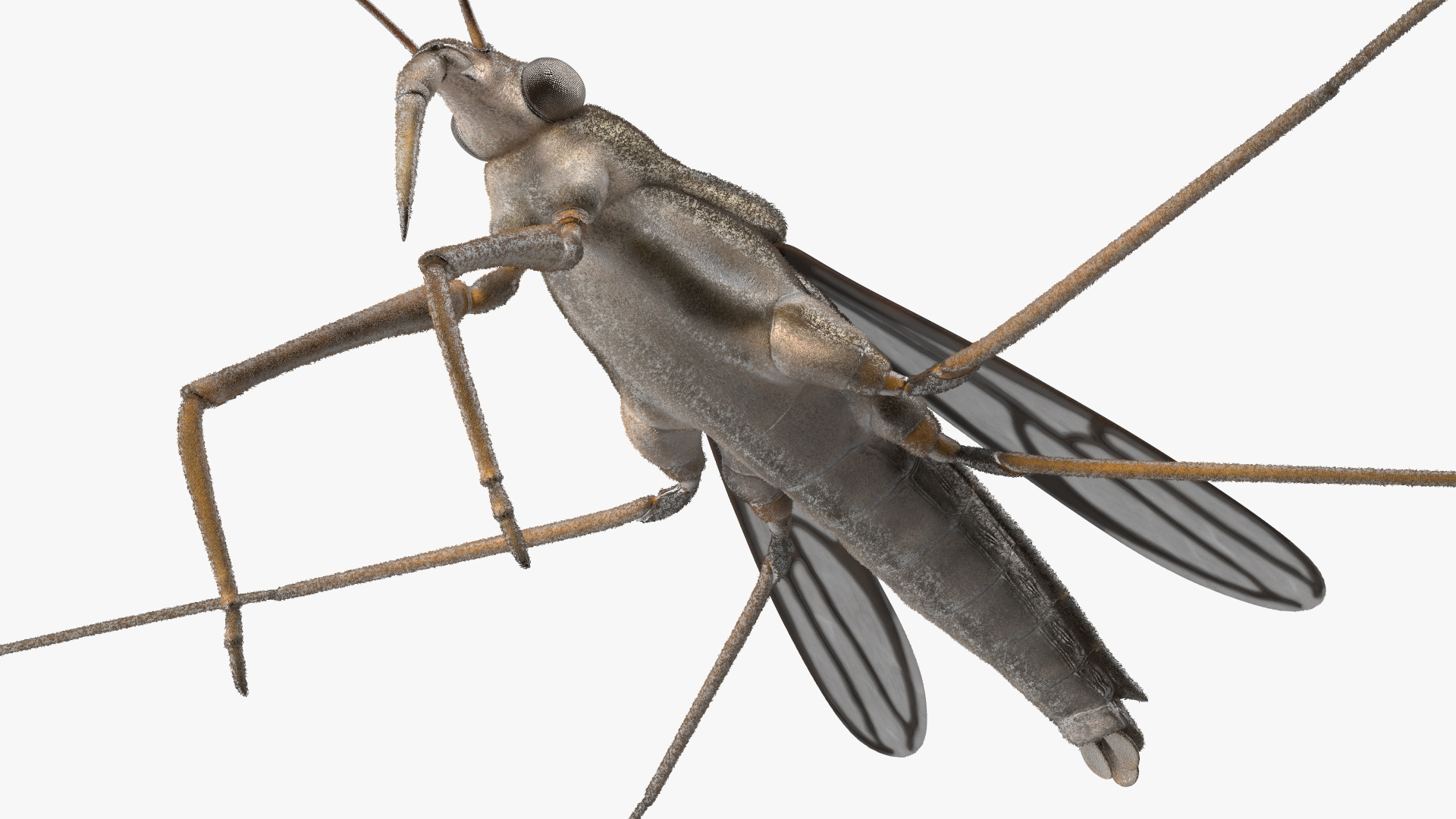 Water Strider Rigged for Cinema 4D 3D model