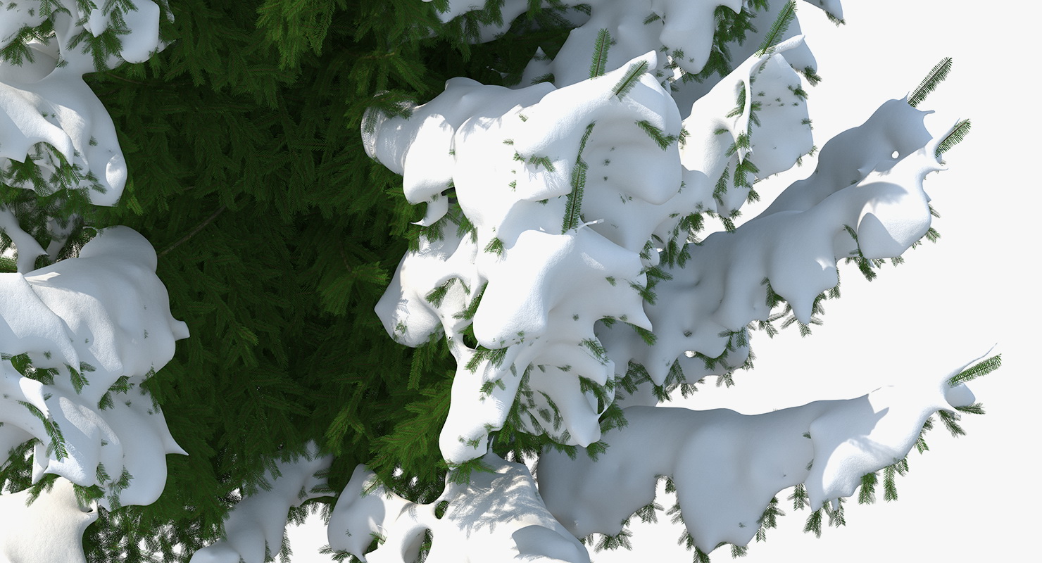 3D Winter Snow Spruce Tree model