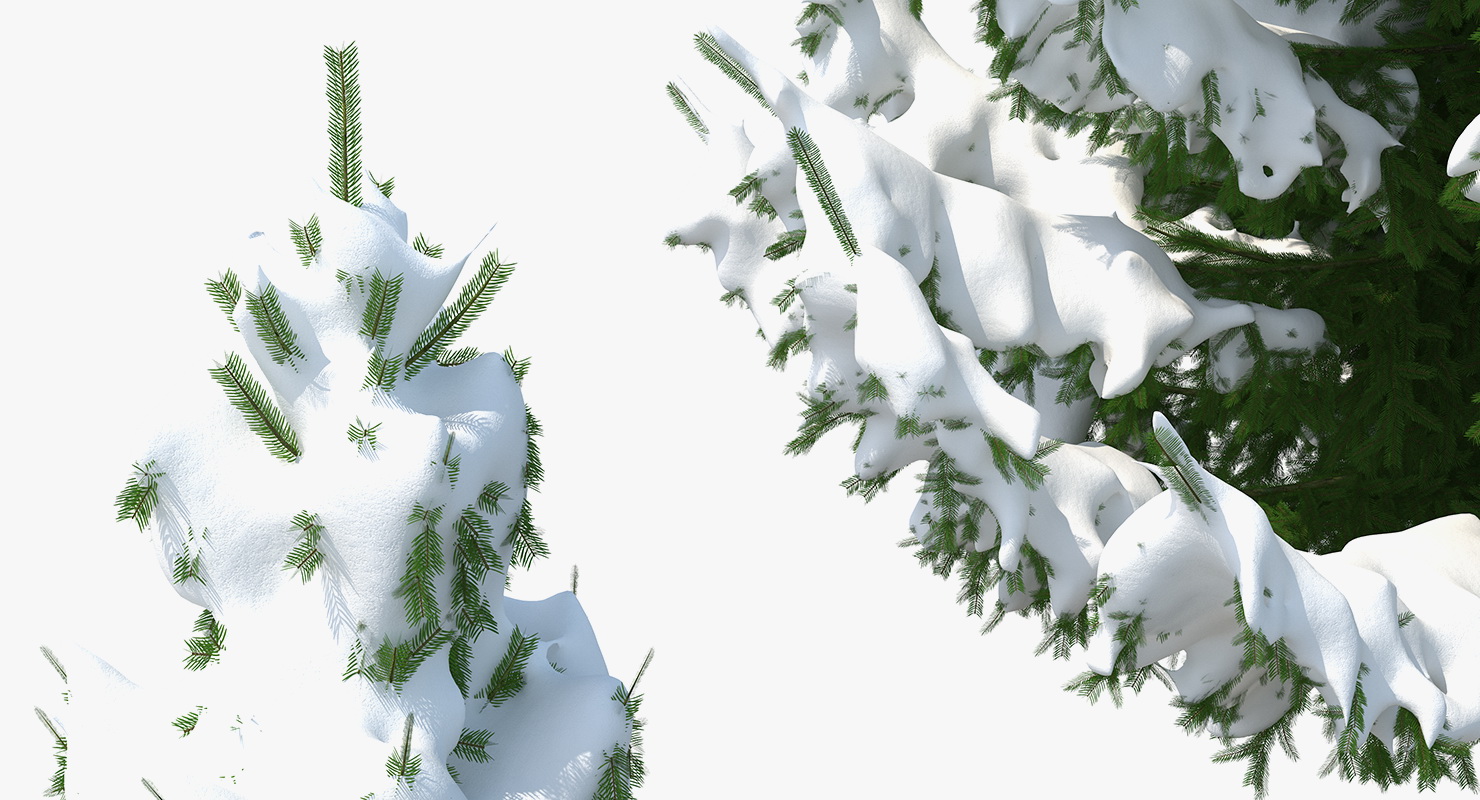 3D Winter Snow Spruce Tree model