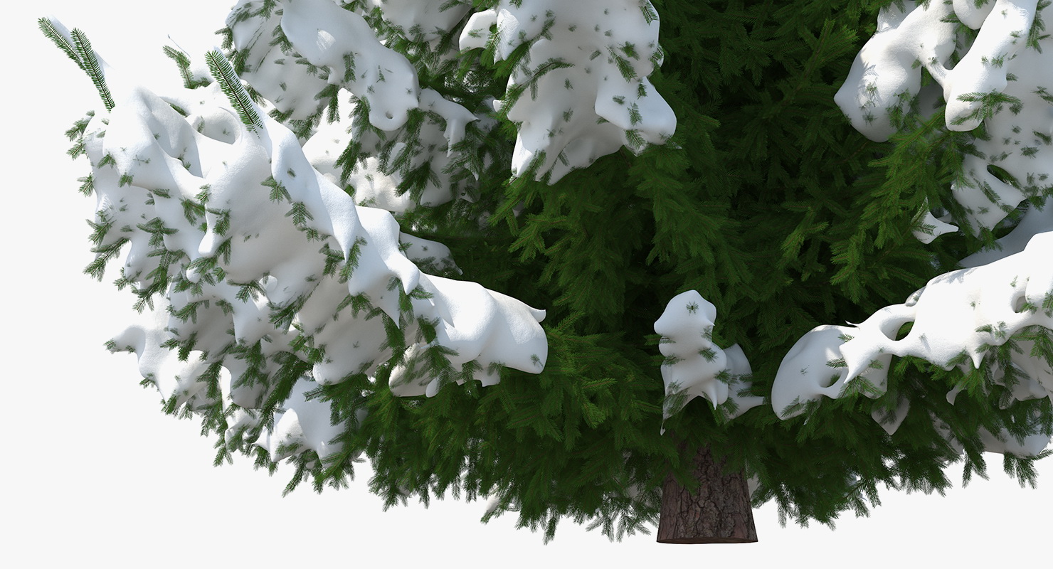 3D Winter Snow Spruce Tree model