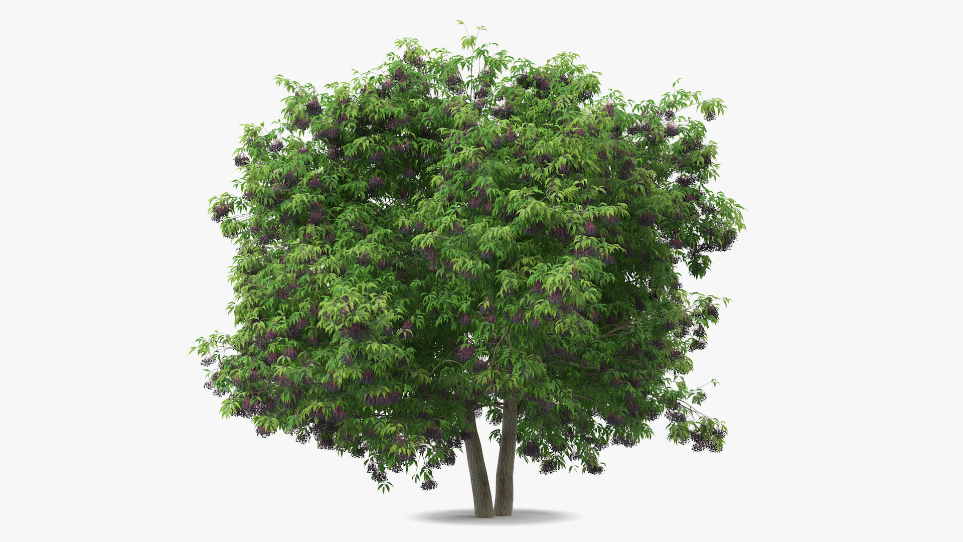 American Elderberry Tree with Berries 3D