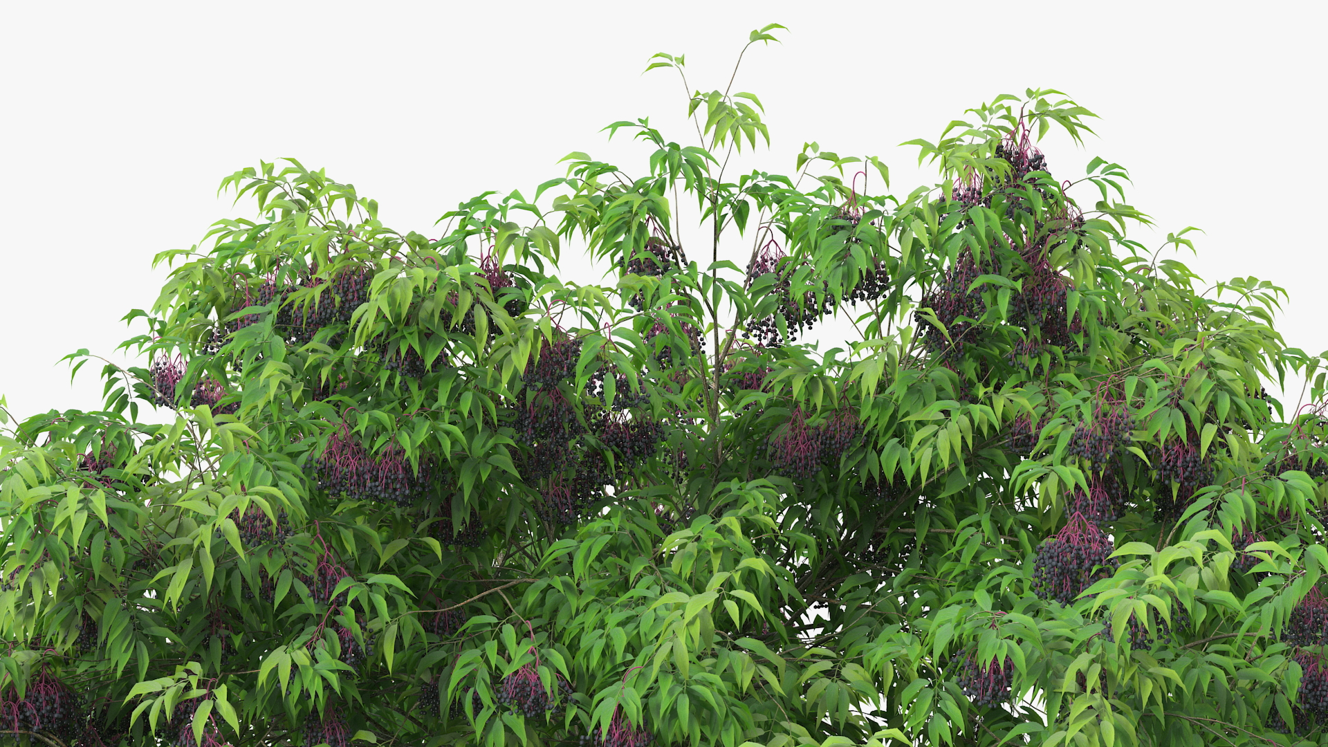 American Elderberry Tree with Berries 3D