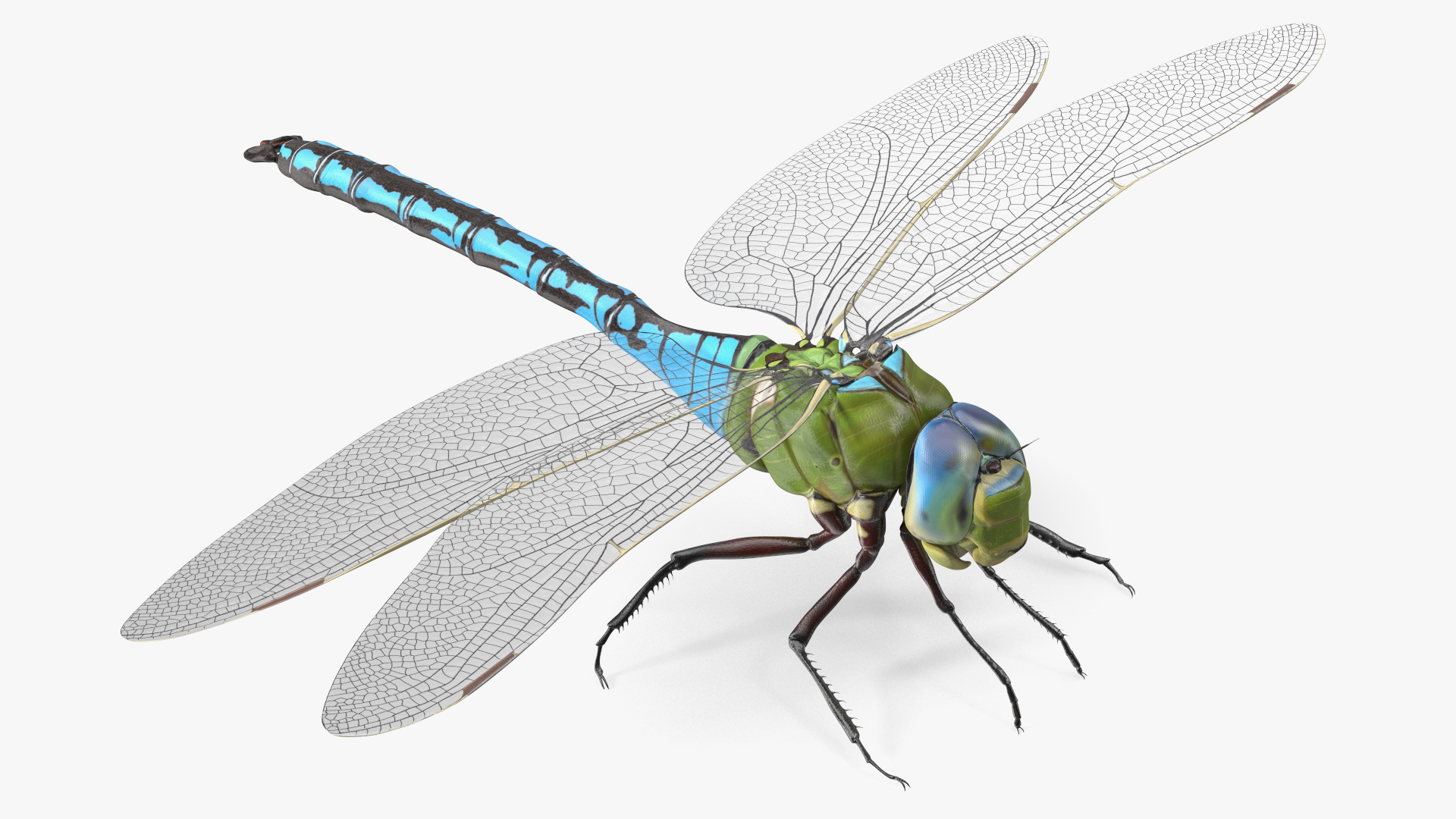 Dragonfly 3D model