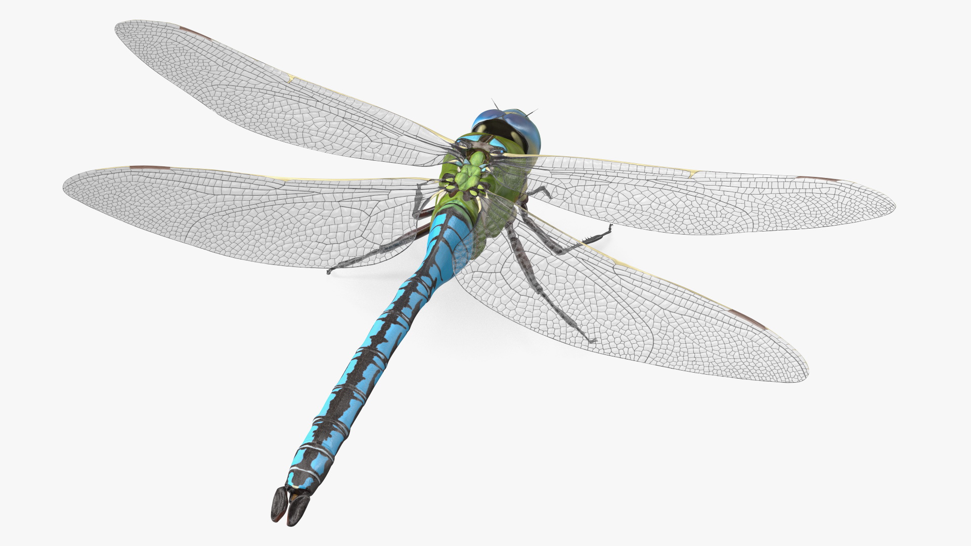 Dragonfly 3D model