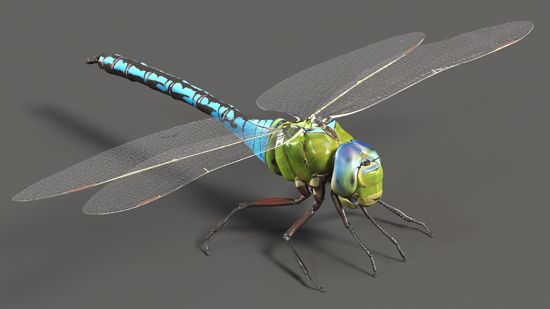 Dragonfly 3D model