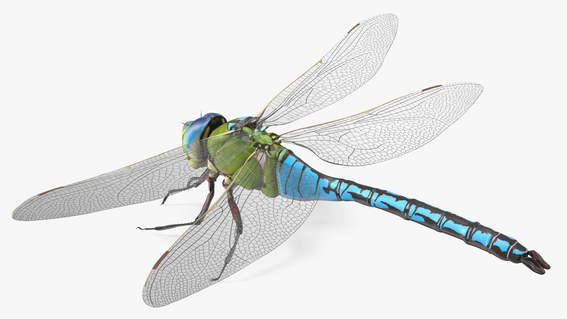 Dragonfly 3D model