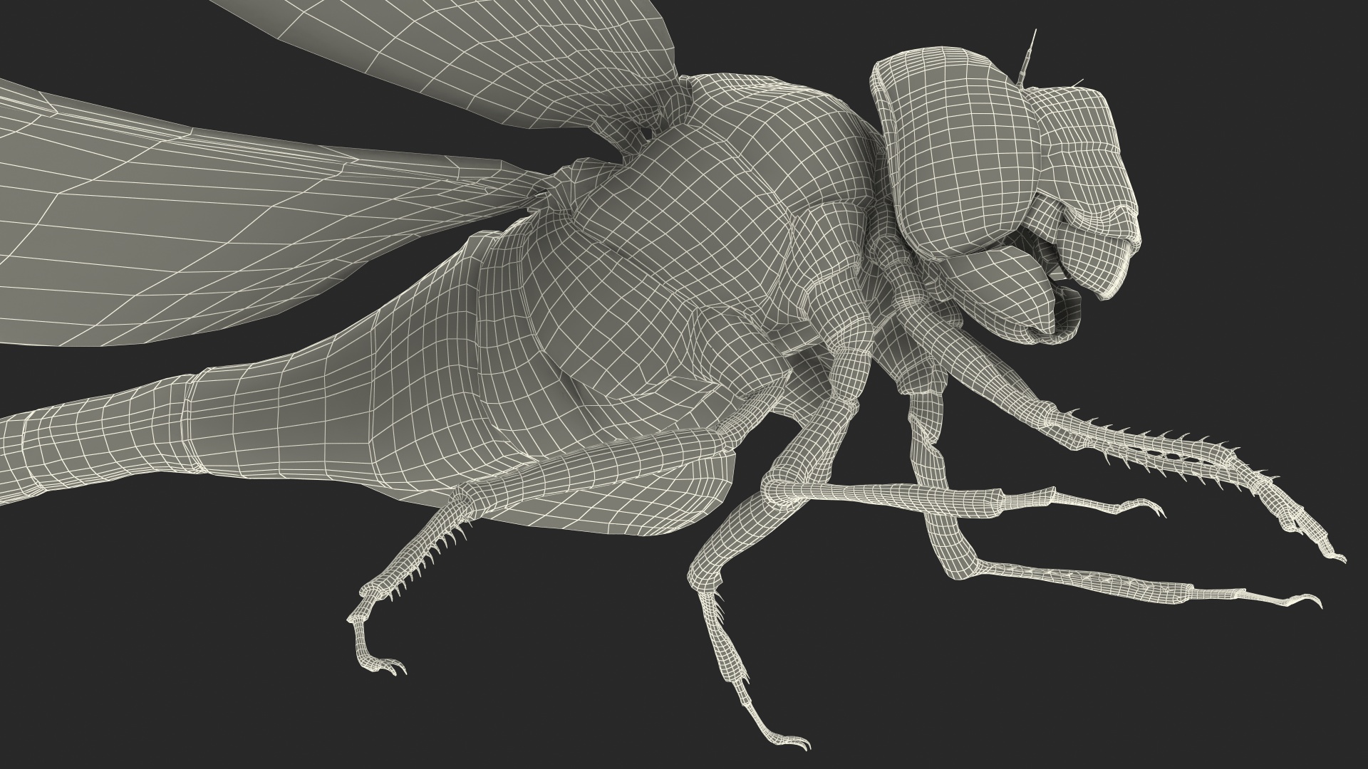 Dragonfly 3D model