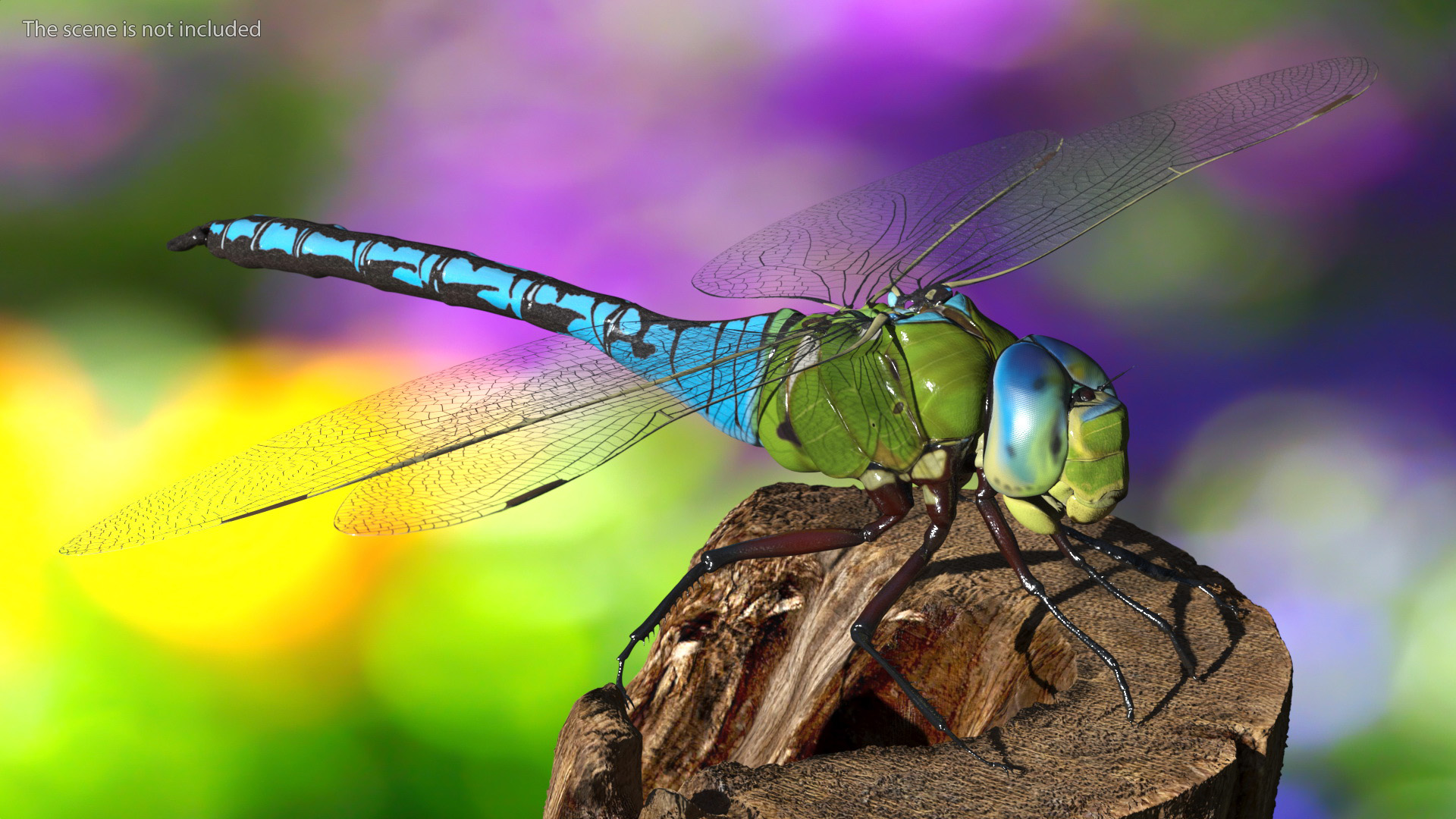 Dragonfly 3D model