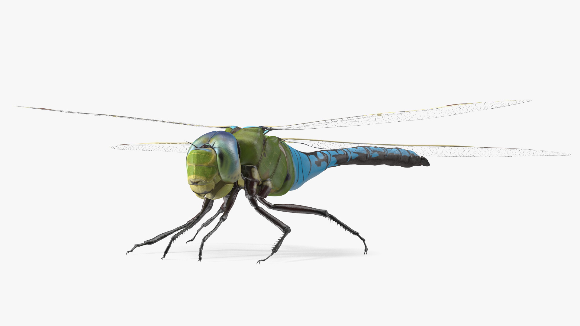 Dragonfly 3D model