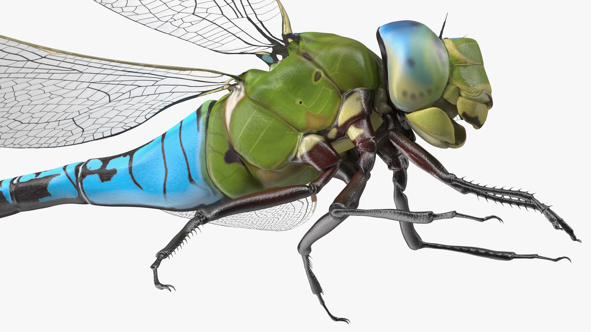 Dragonfly 3D model