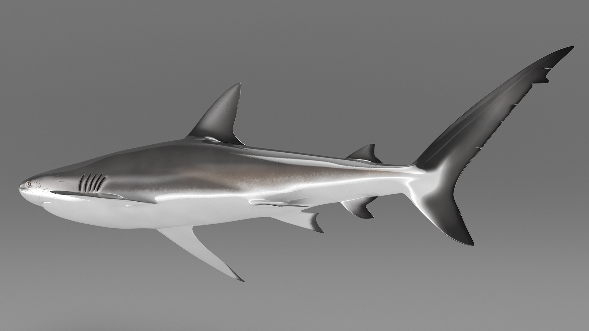 3D Realistic Dusky Shark