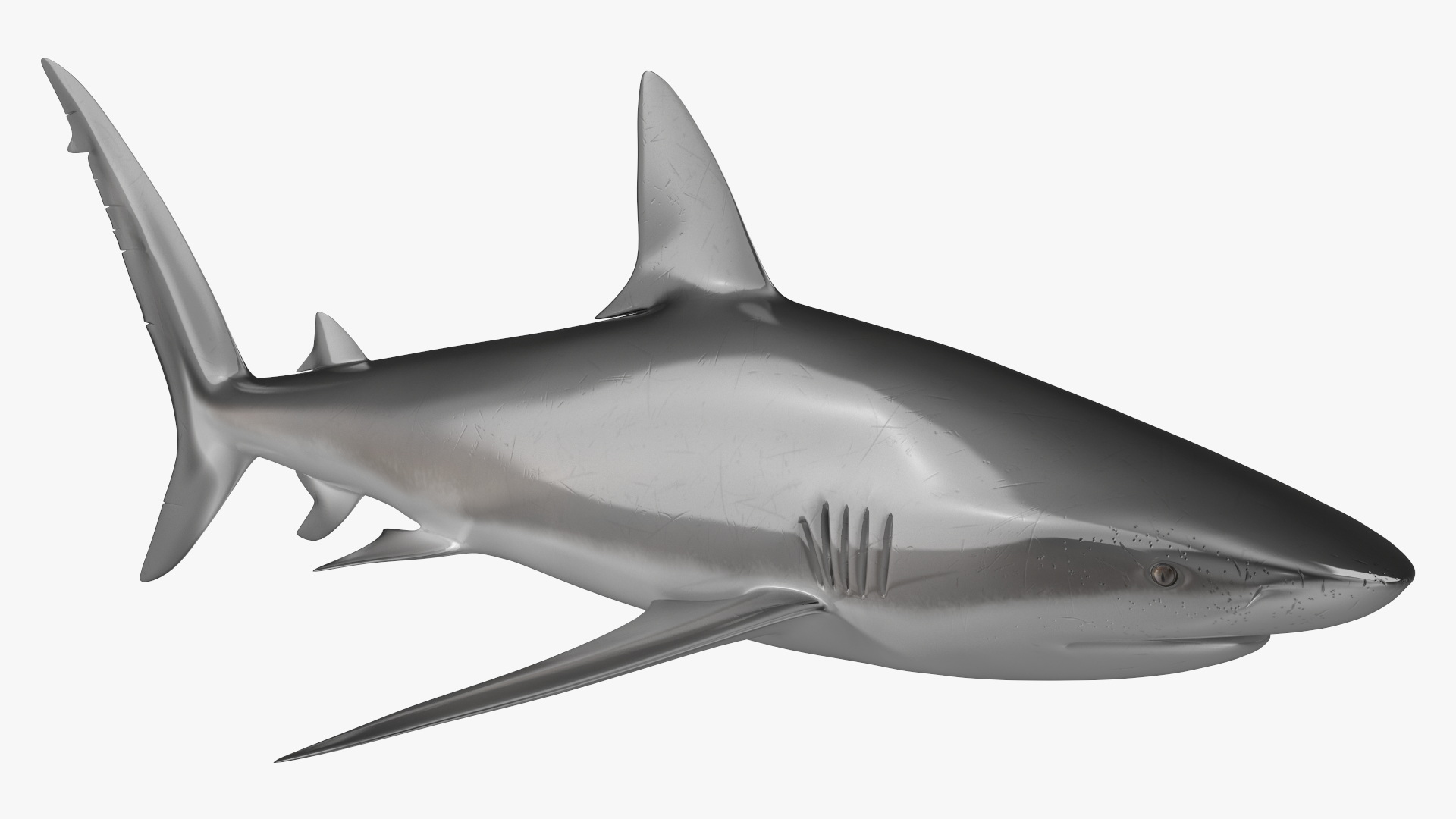 3D Realistic Dusky Shark