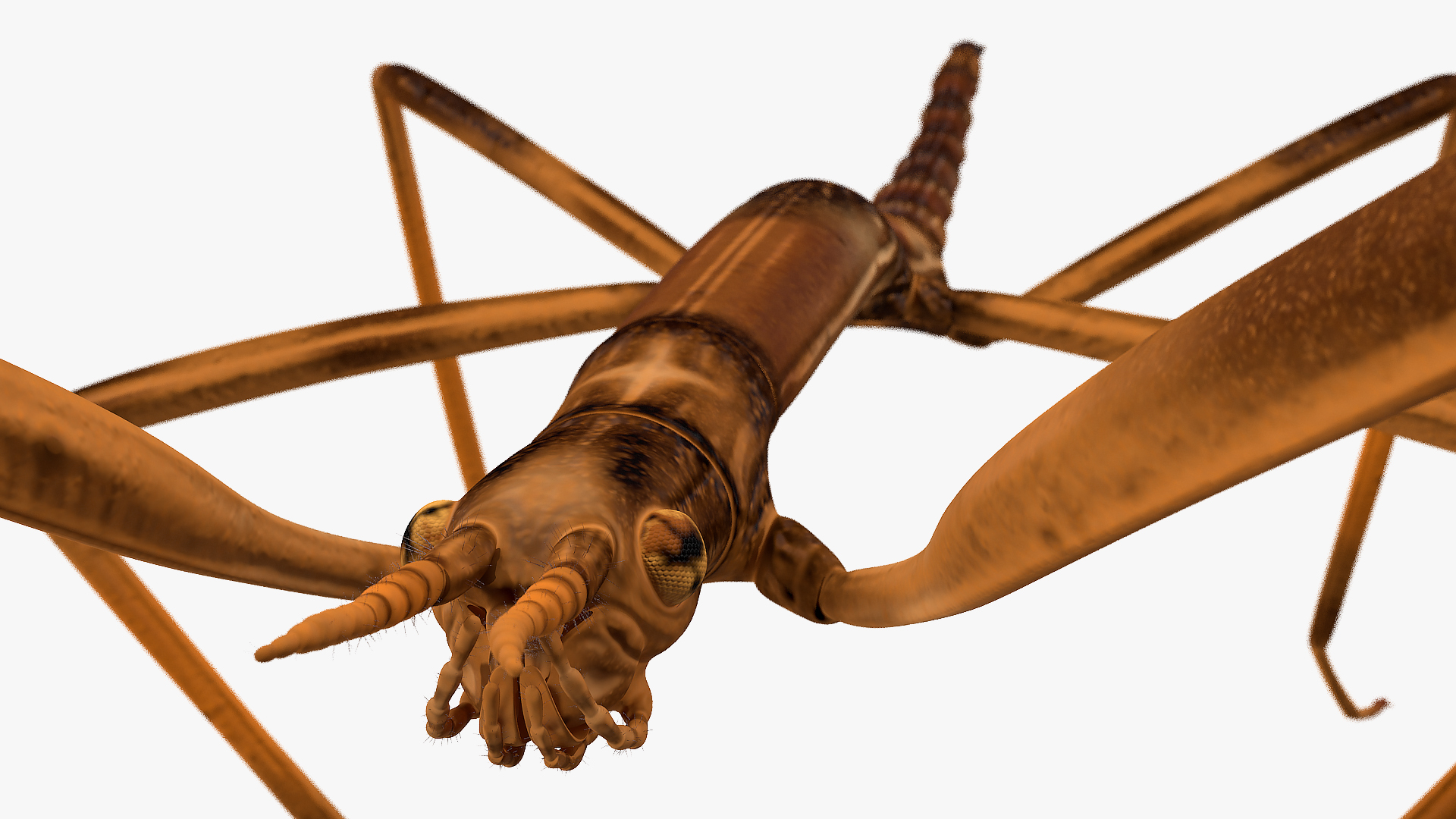 3D Stick Insect Brown model