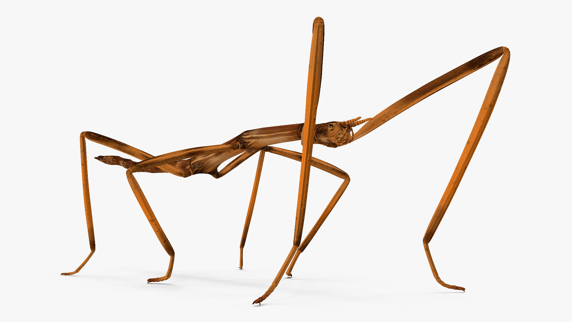 3D Stick Insect Brown model