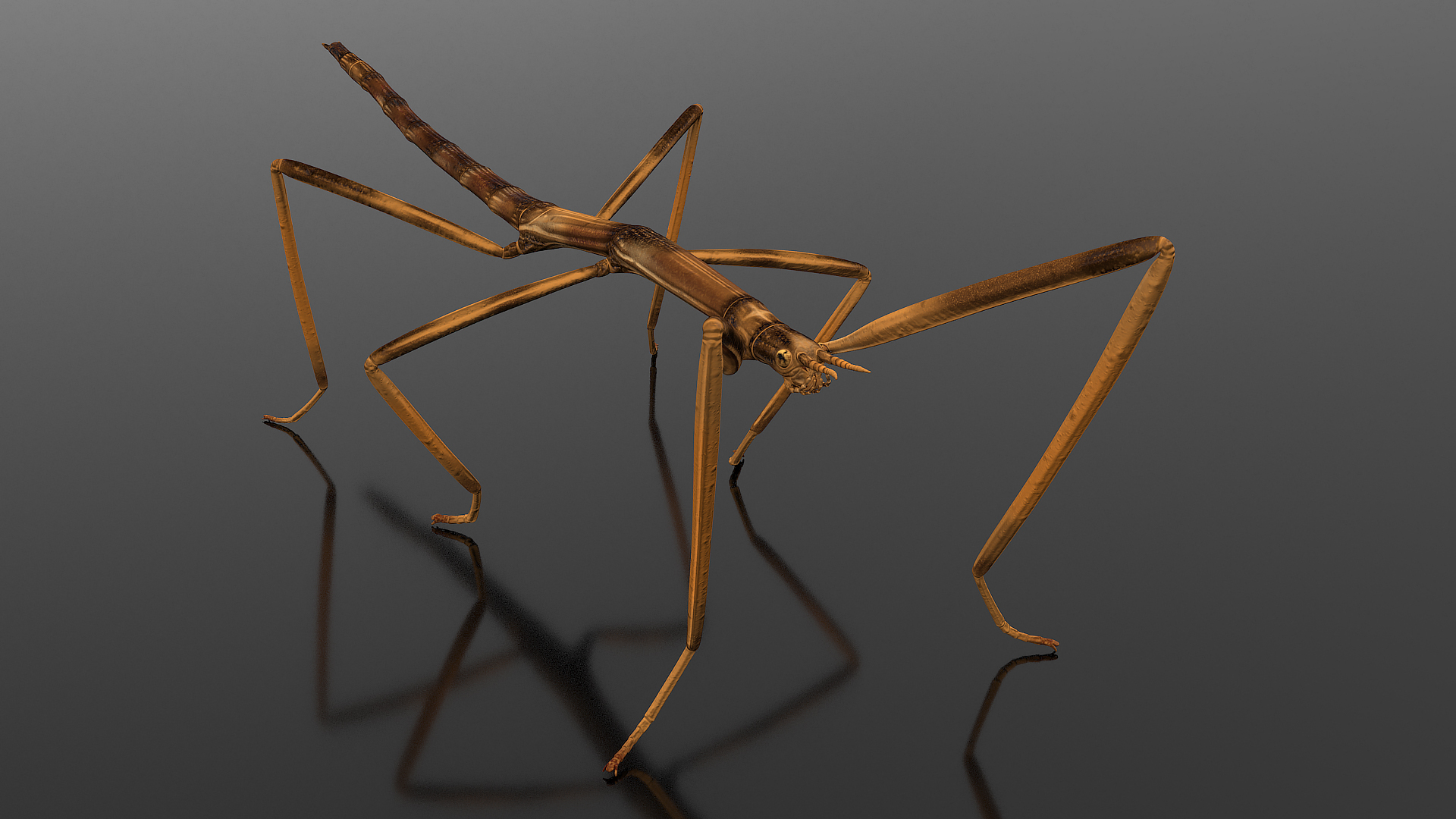 3D Stick Insect Brown model