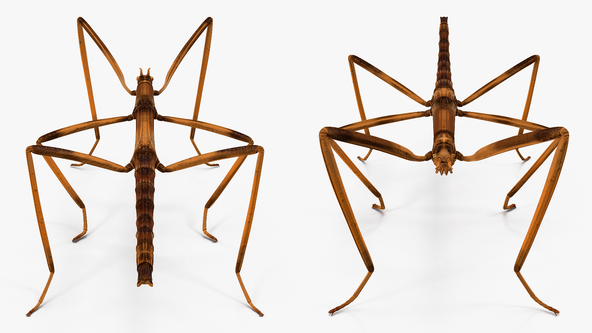 3D Stick Insect Brown model