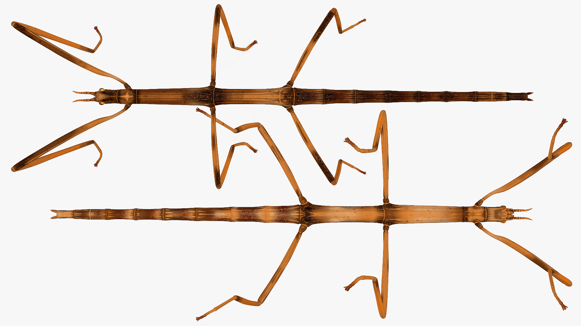 3D Stick Insect Brown model