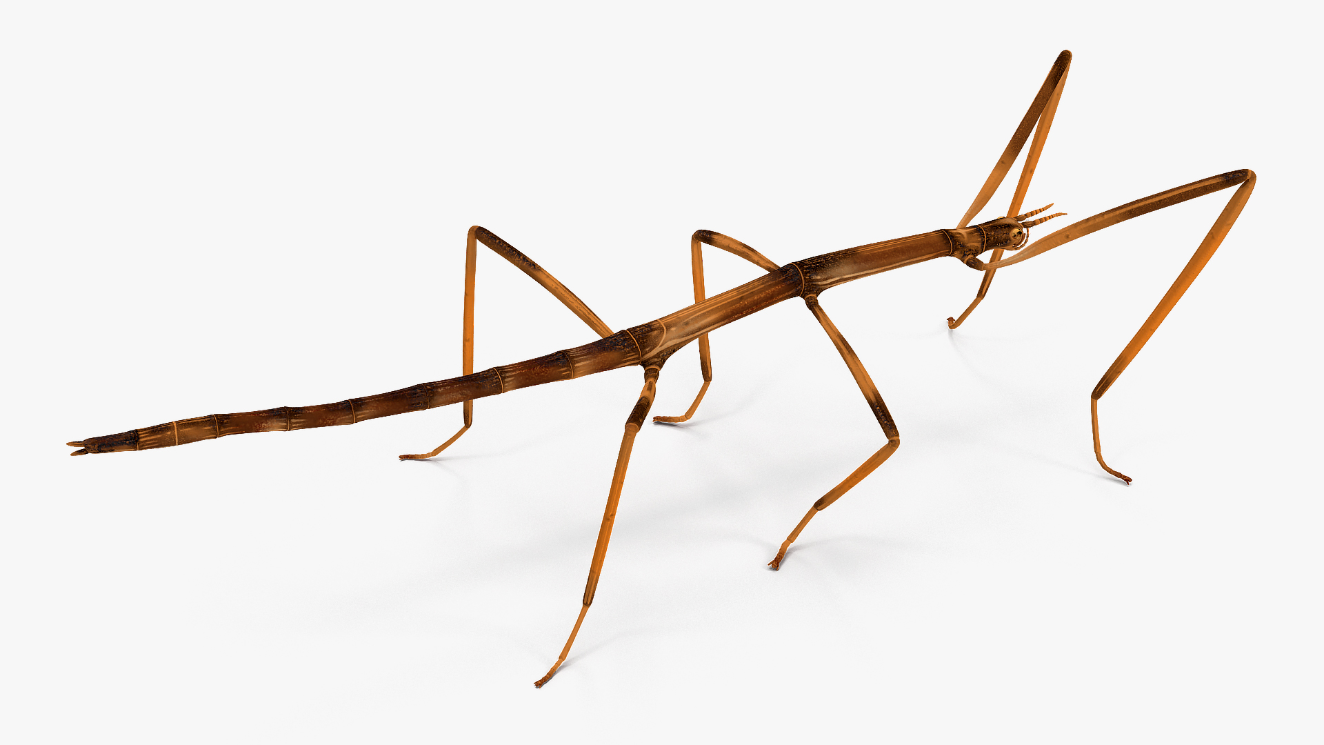 3D Stick Insect Brown model