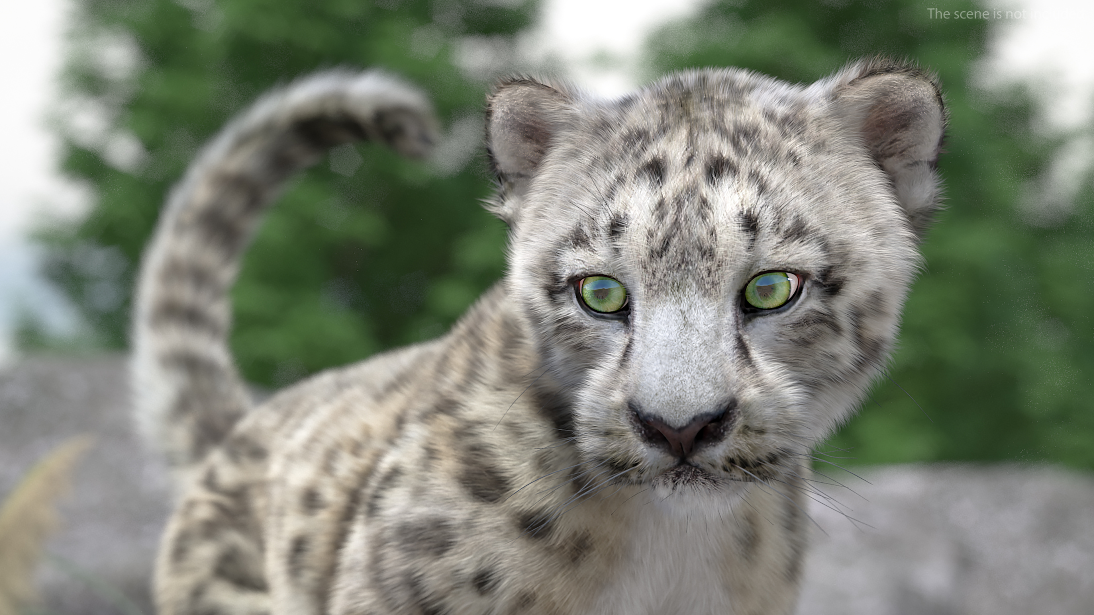 3D Snow Leopard Cub in Walking Pose Fur