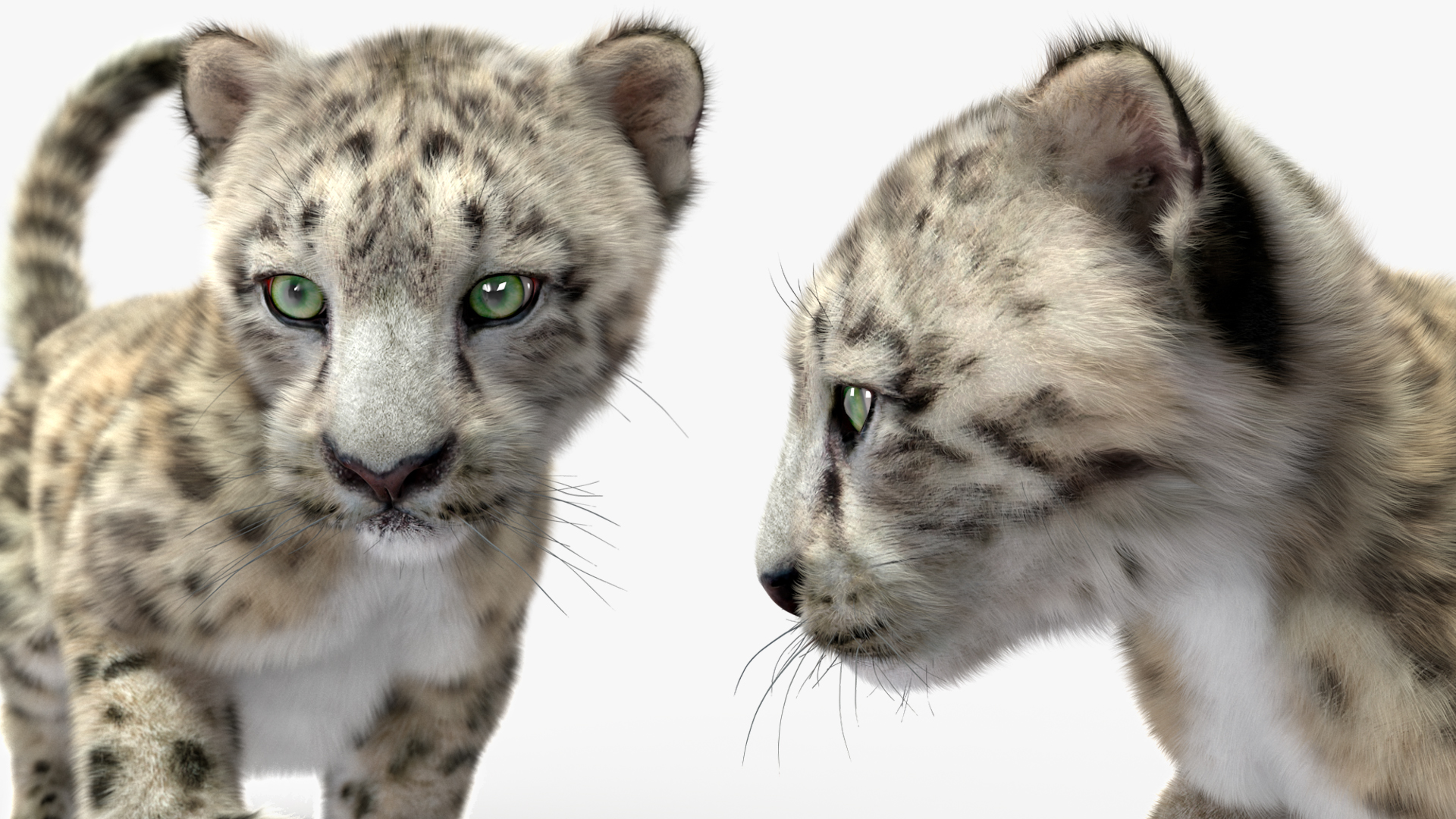 3D Snow Leopard Cub in Walking Pose Fur