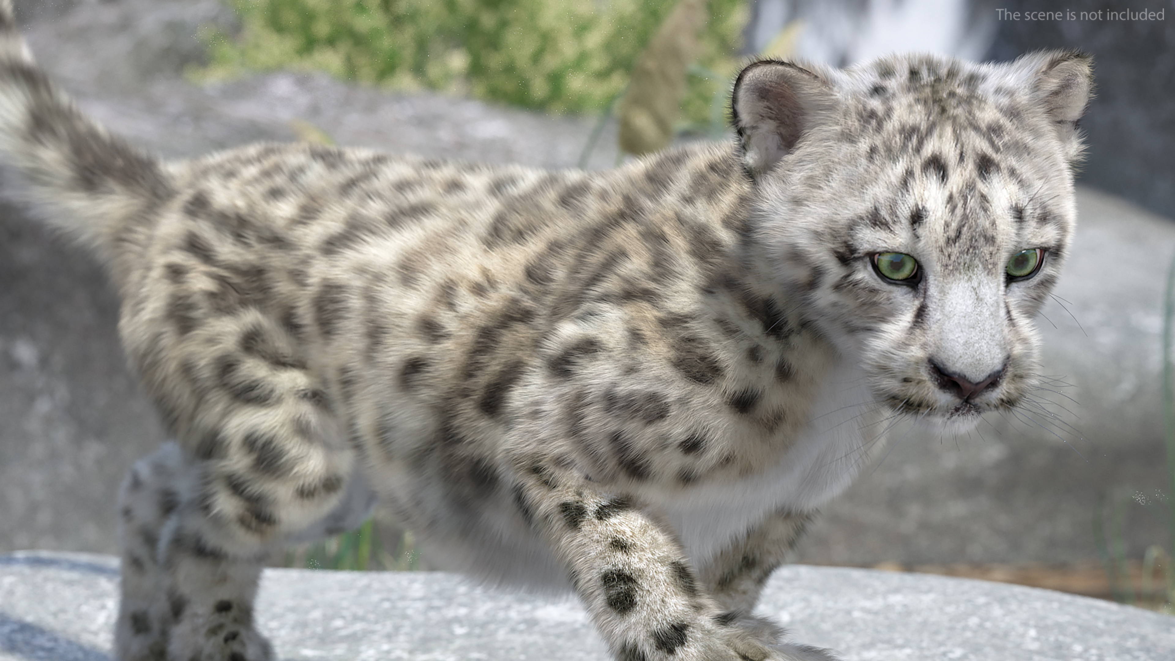 3D Snow Leopard Cub in Walking Pose Fur