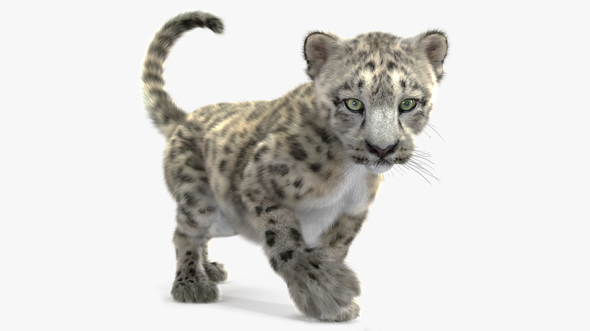 3D Snow Leopard Cub in Walking Pose Fur