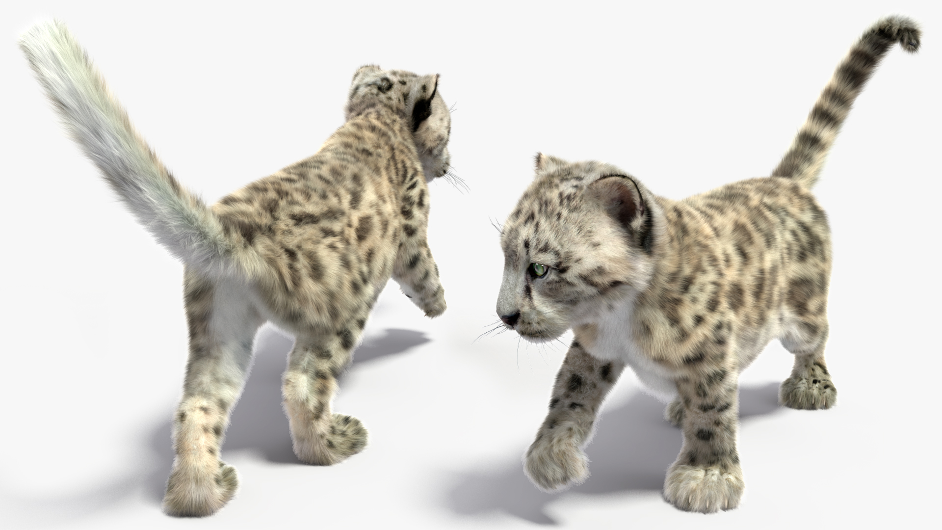 3D Snow Leopard Cub in Walking Pose Fur