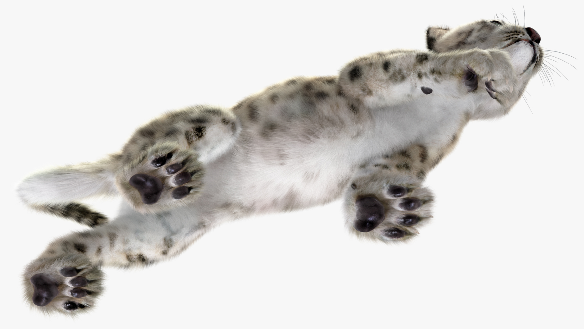 3D Snow Leopard Cub in Walking Pose Fur