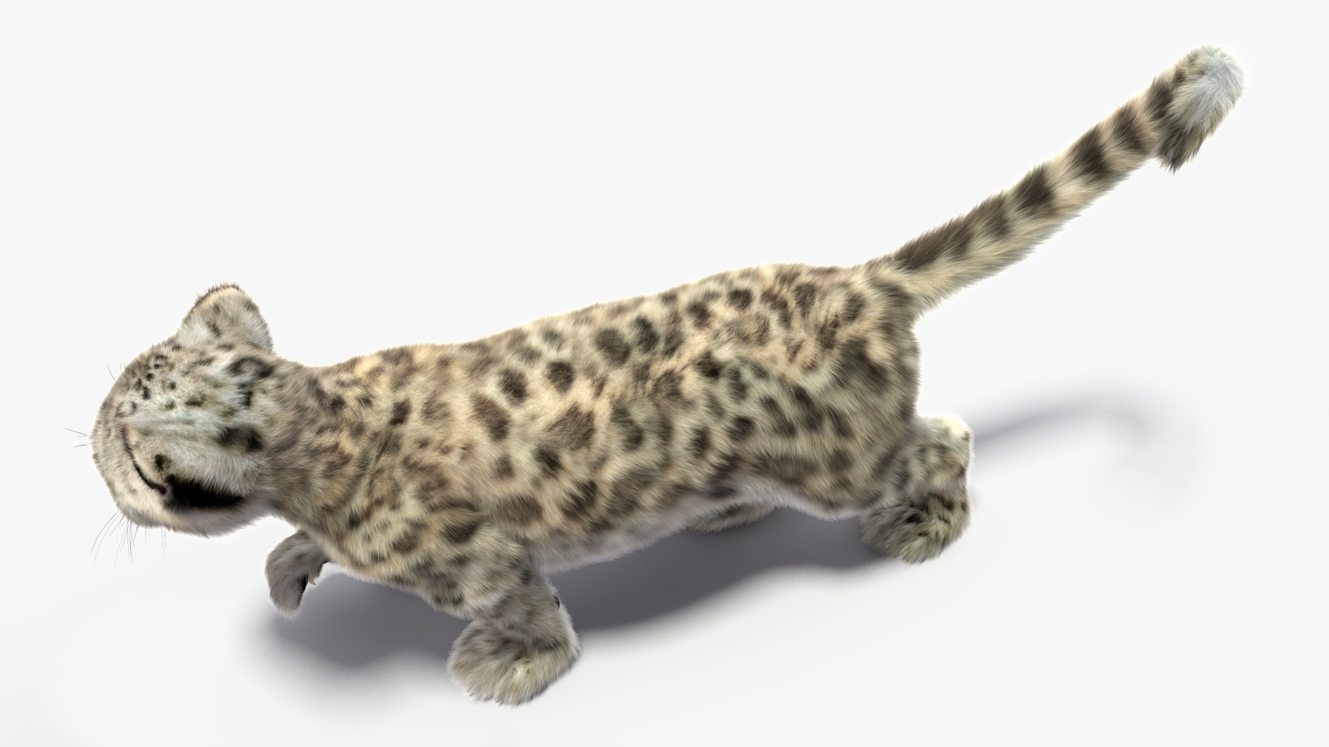 3D Snow Leopard Cub in Walking Pose Fur