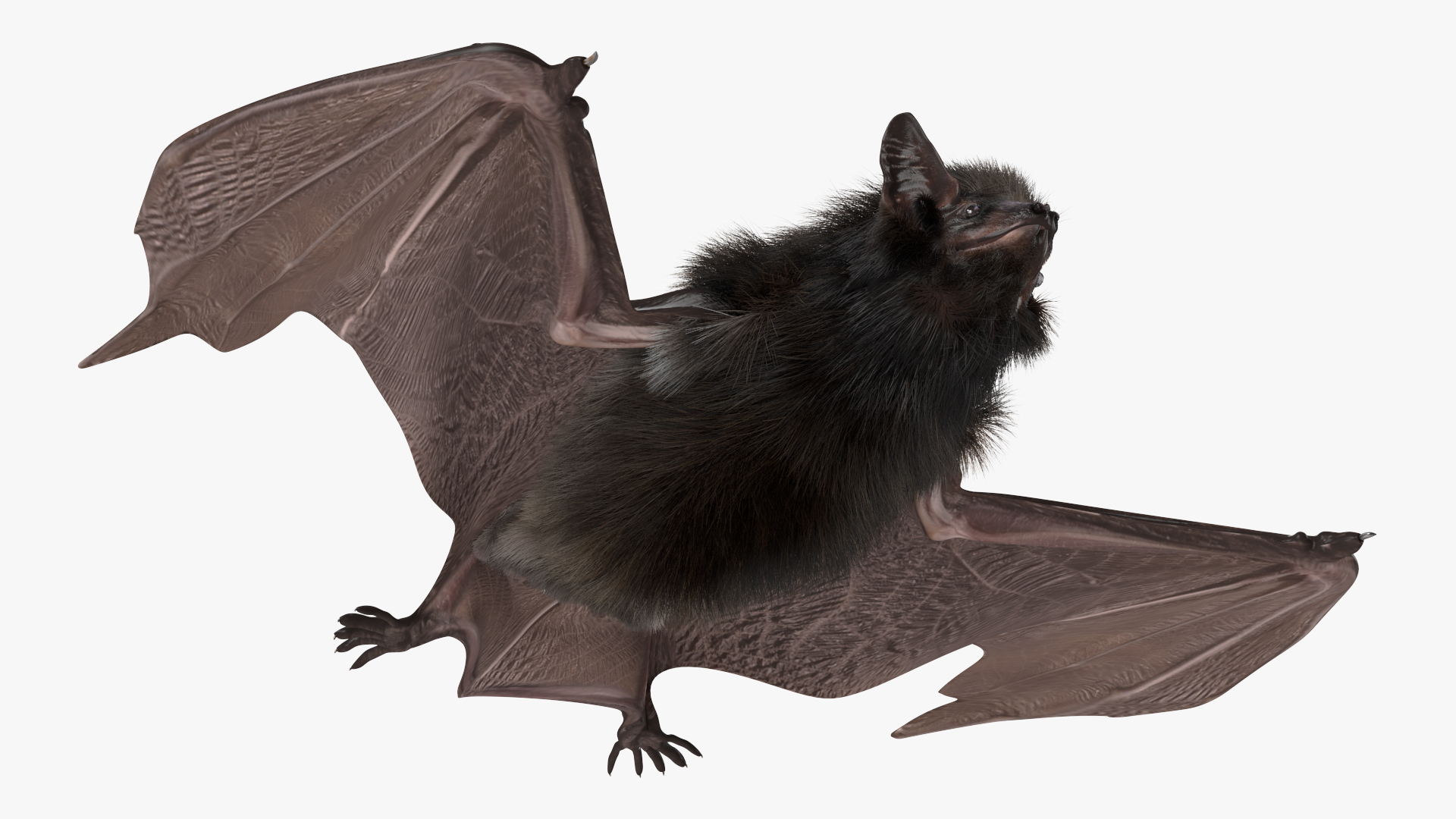 3D model Black Bat Fur Rigged