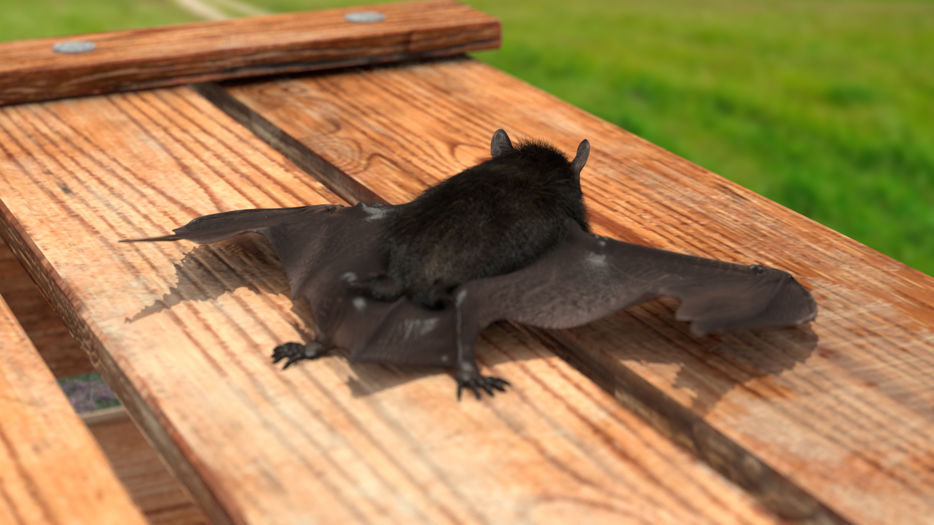 3D model Black Bat Fur Rigged