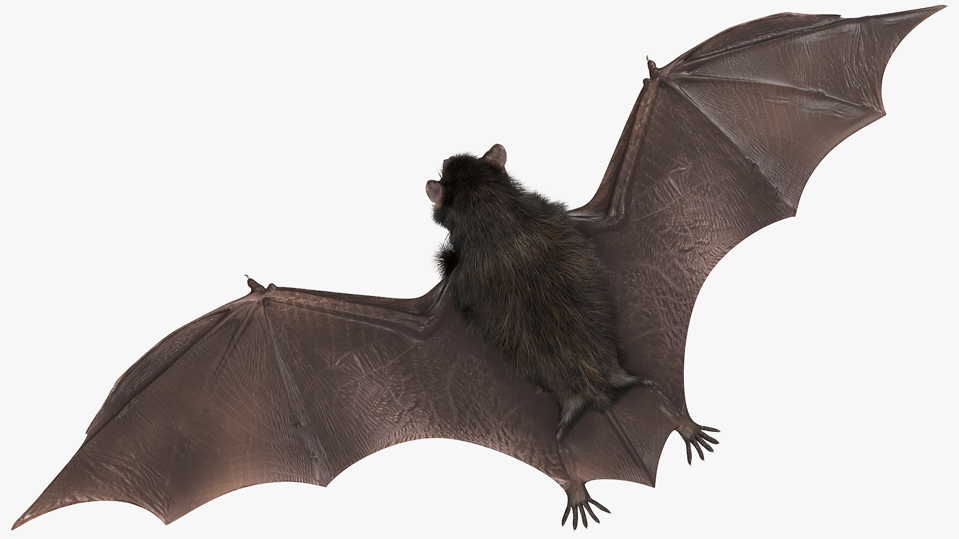 3D model Black Bat Fur Rigged