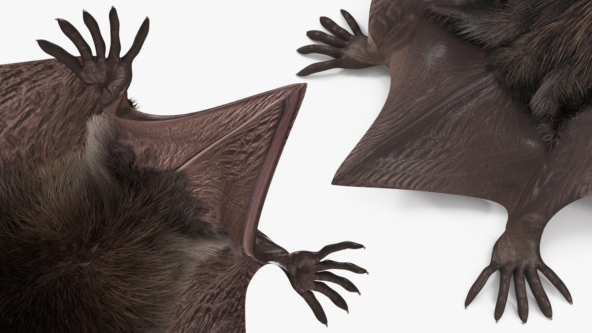 3D model Black Bat Fur Rigged