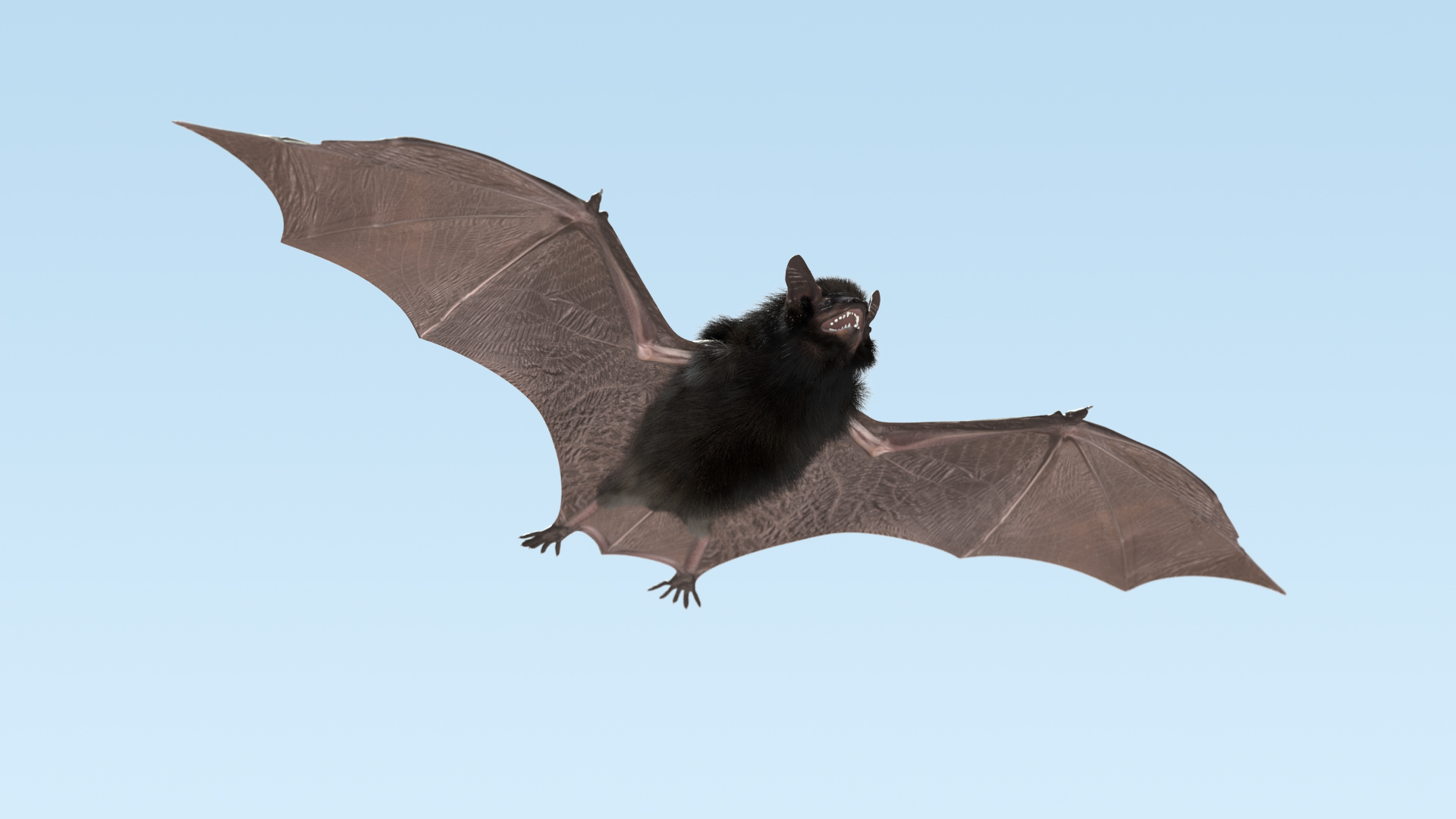 3D model Black Bat Fur Rigged