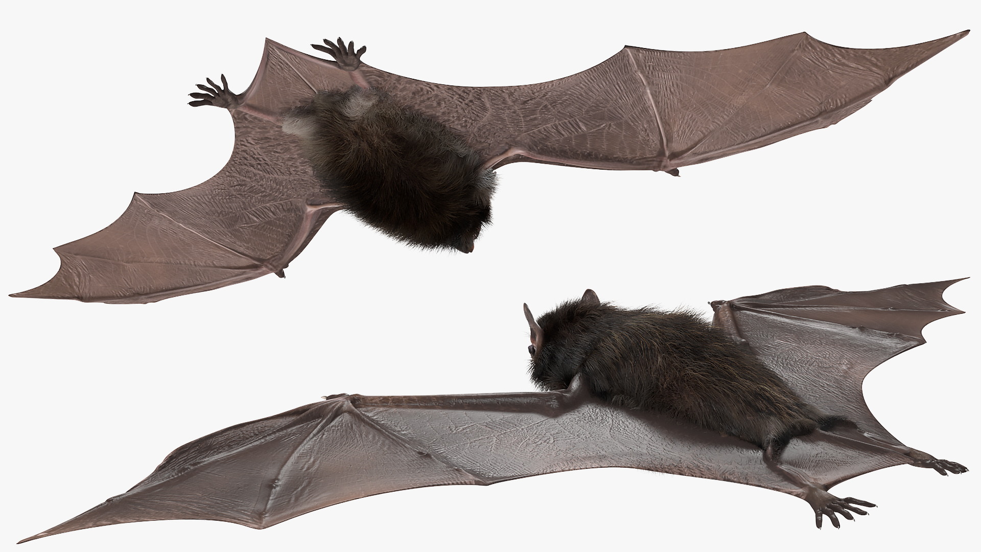 3D model Black Bat Fur Rigged