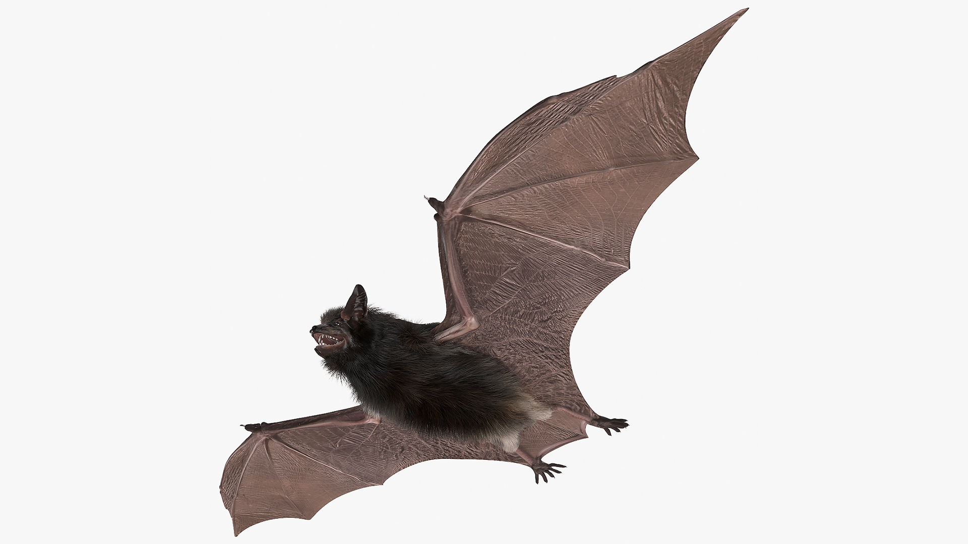 3D model Black Bat Fur Rigged