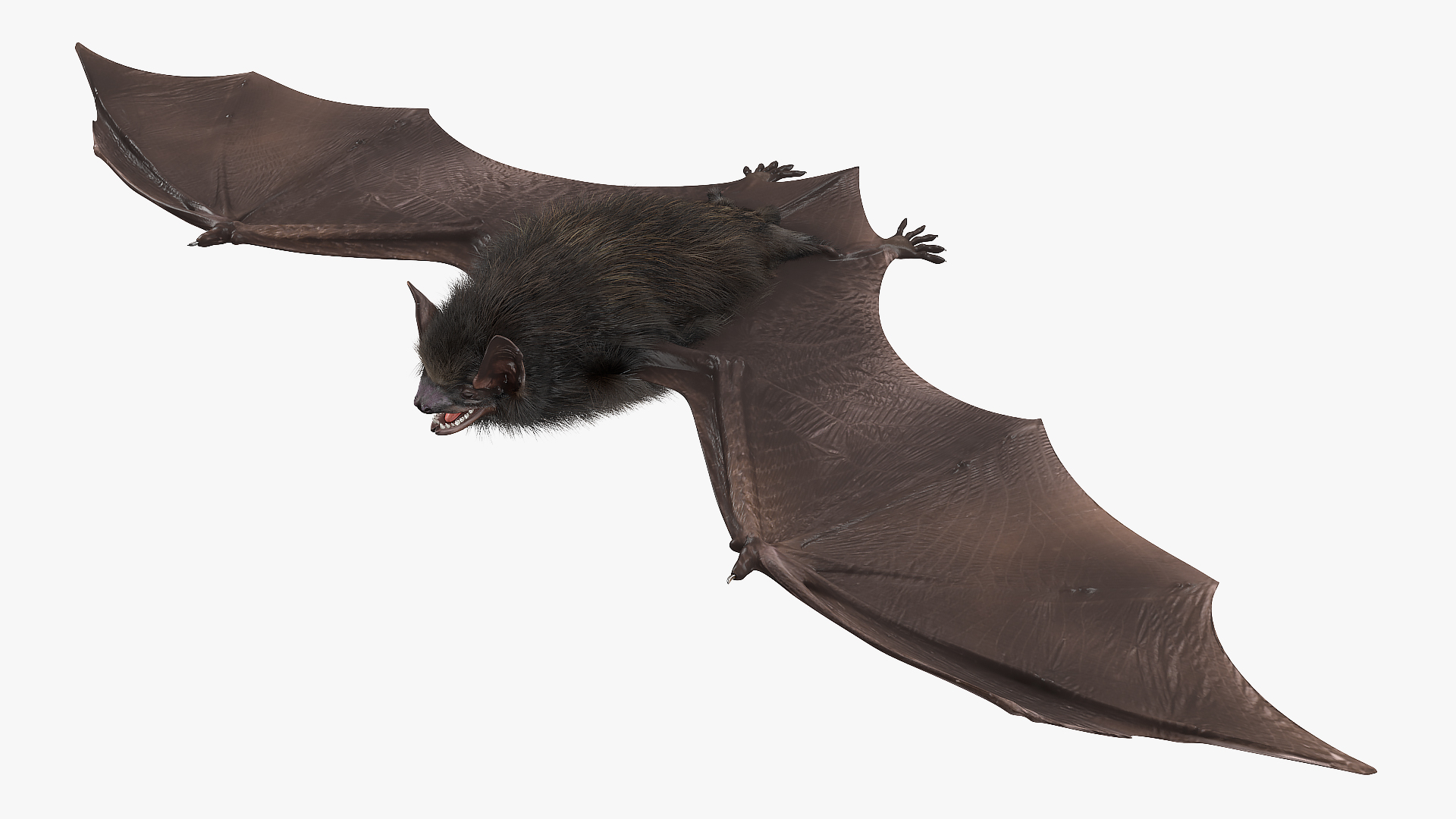 3D model Black Bat Fur Rigged