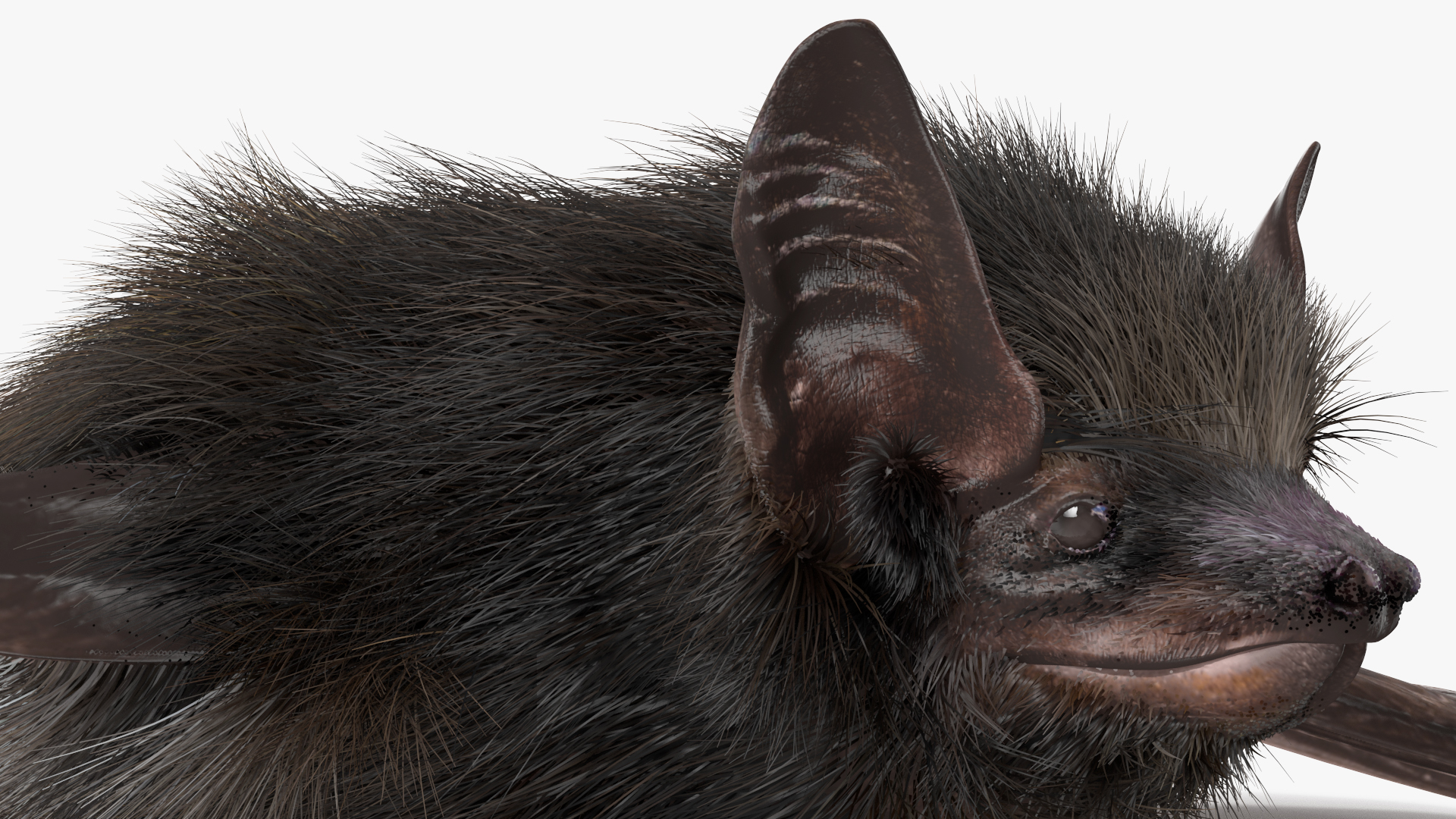 3D model Black Bat Fur Rigged