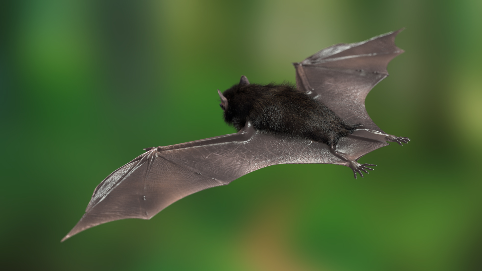 3D model Black Bat Fur Rigged