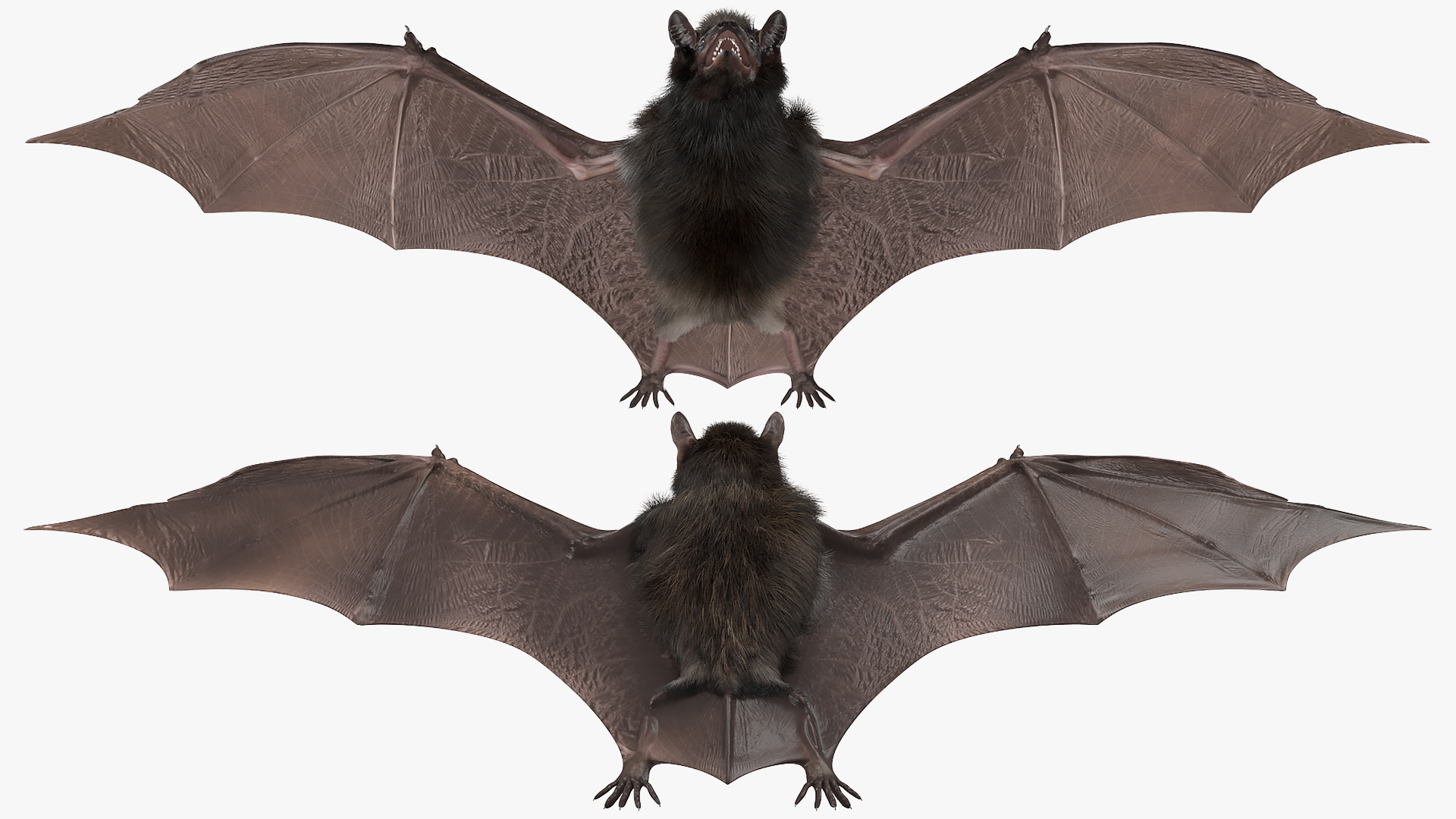 3D model Black Bat Fur Rigged