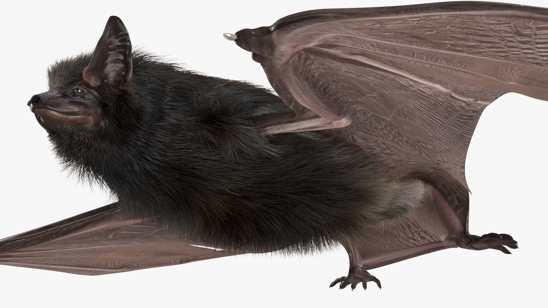 3D model Black Bat Fur Rigged