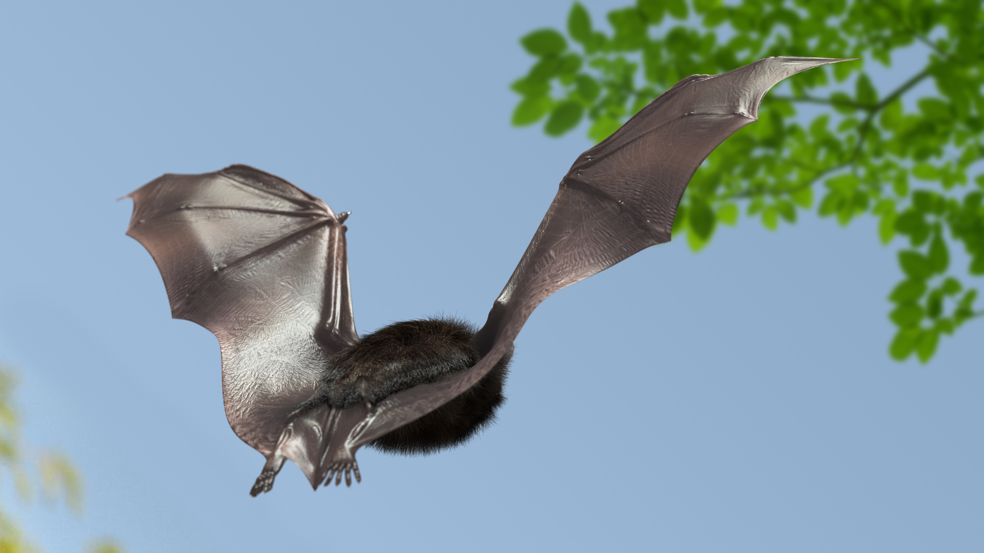 3D model Black Bat Fur Rigged